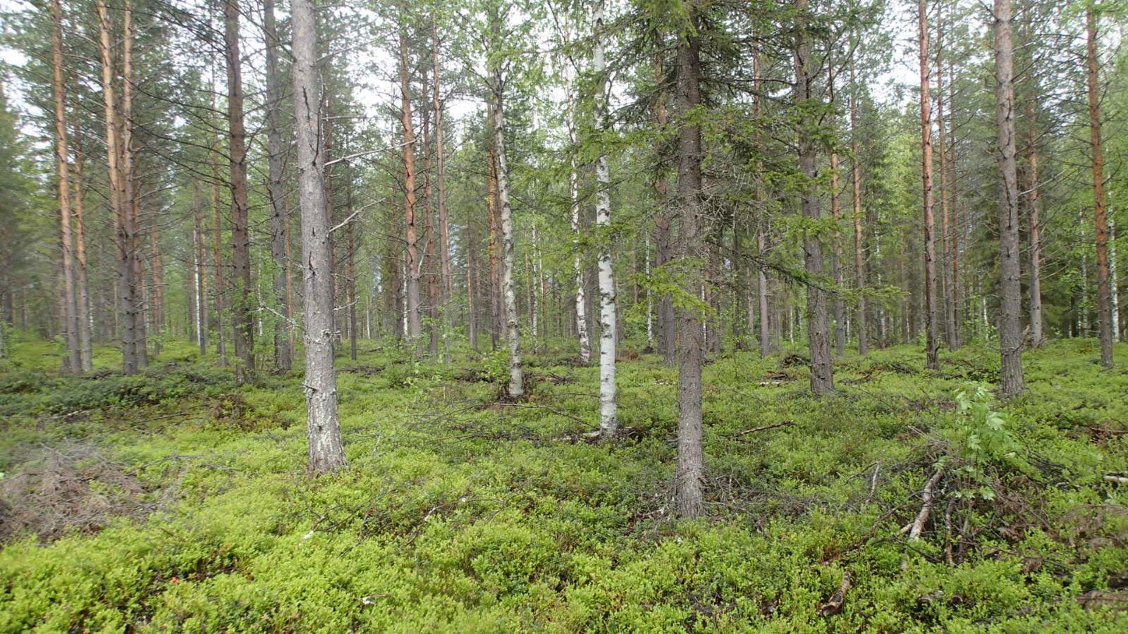 Kesäisessä sekametsässä kasvaa koivuja, kuusia ja mäntyjä.