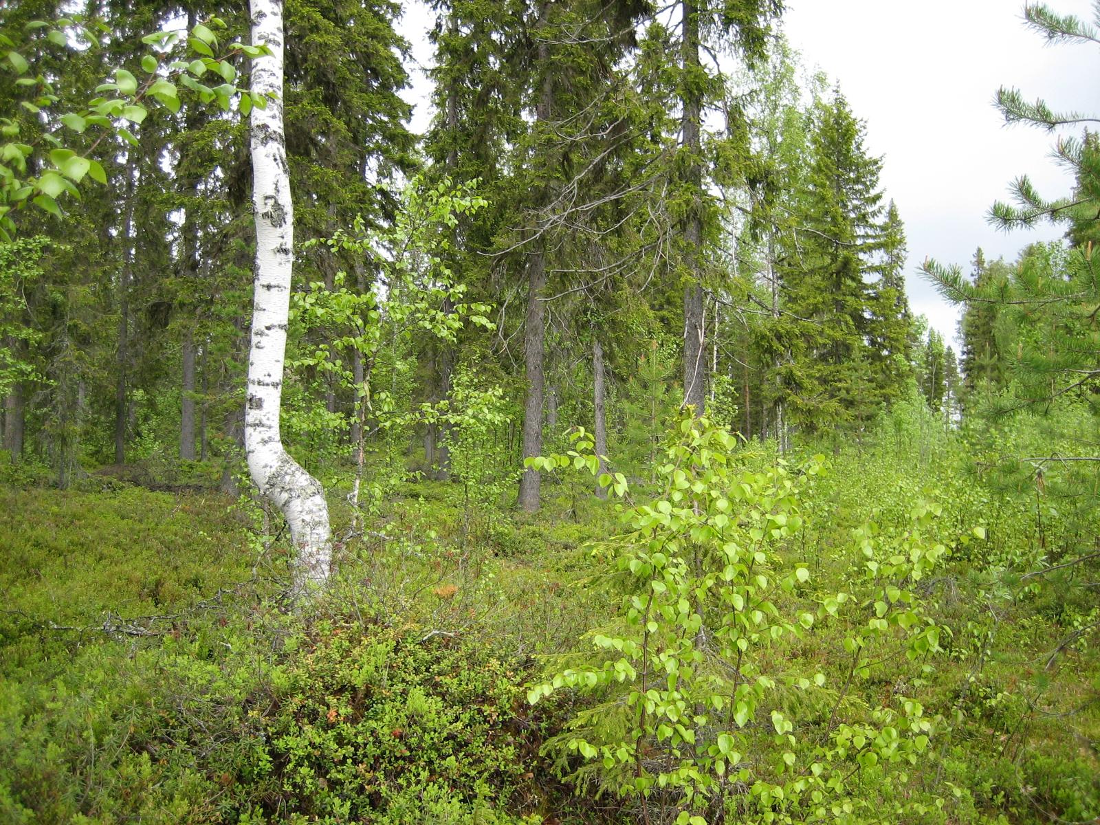 Kuusivaltaisessa metsässä kasvaa myös koivuja. Aluskasvillisuutena on mustikanvarpuja.