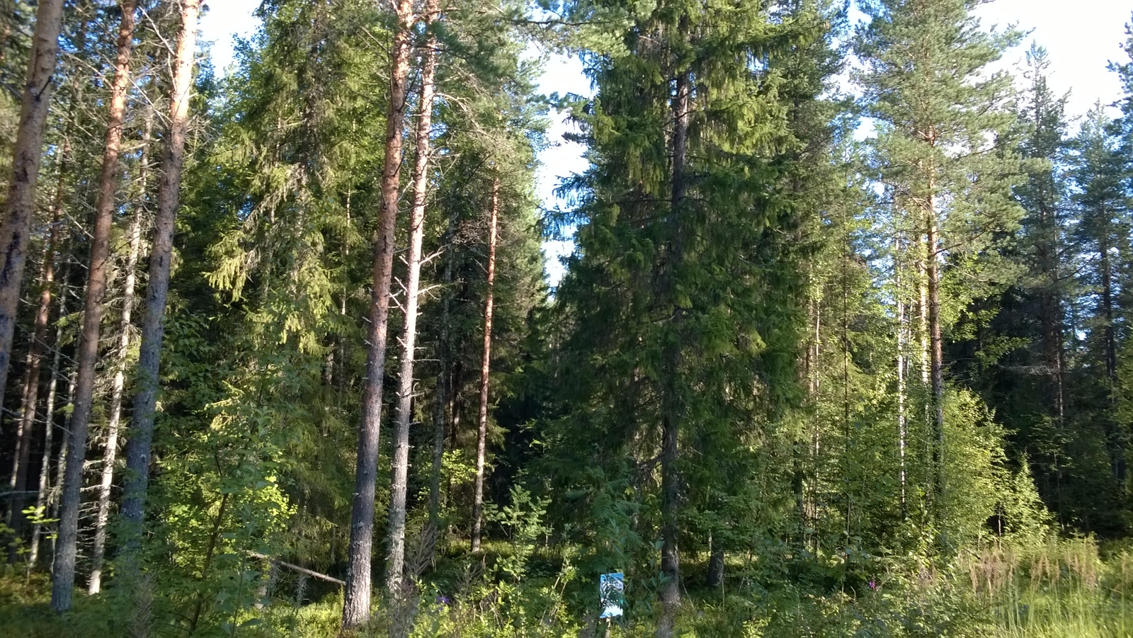 Aurinko paistaa havupuuvaltaiseen metsään.