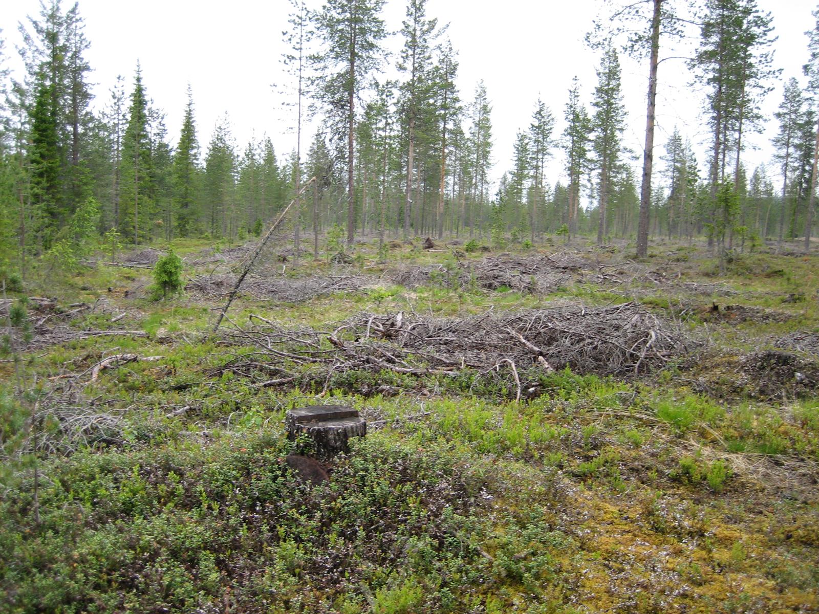 Karsittua metsää, jonka aluskasvillisuutena on puolukan- ja mustikanvarpuja.