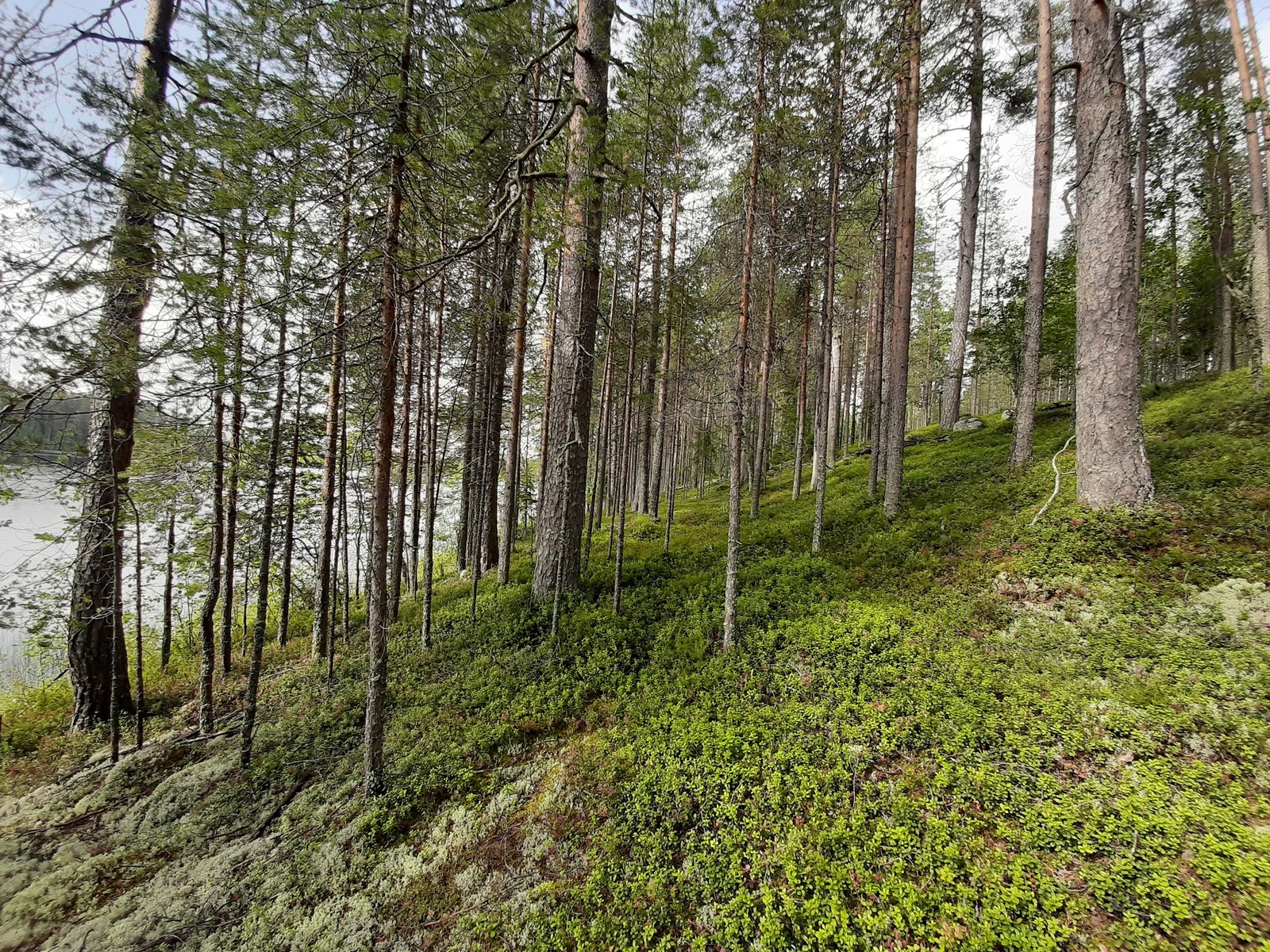 Avara mäntymetsä kasvaa loivassa rinteessä rannalla. Puiden takana häämöttää järvi.