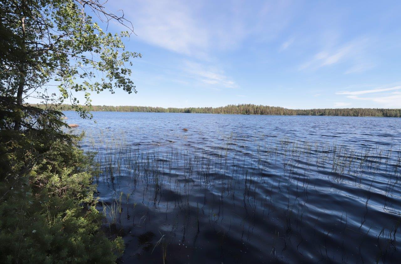 Vasemmalla sekametsä reunustaa järveä. Etualalla vesikasveja, ja taivas on lähes pilvetön.