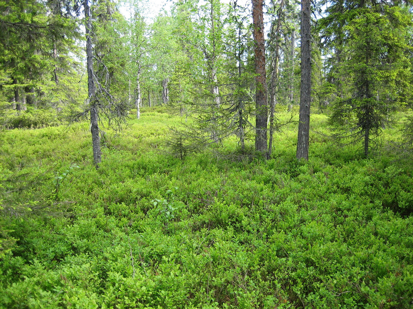 Kuusivaltaisessa metsässä kasvaa myös koivuja. Aluskasvillisuutena on runsaasti mustikanvarpuja.