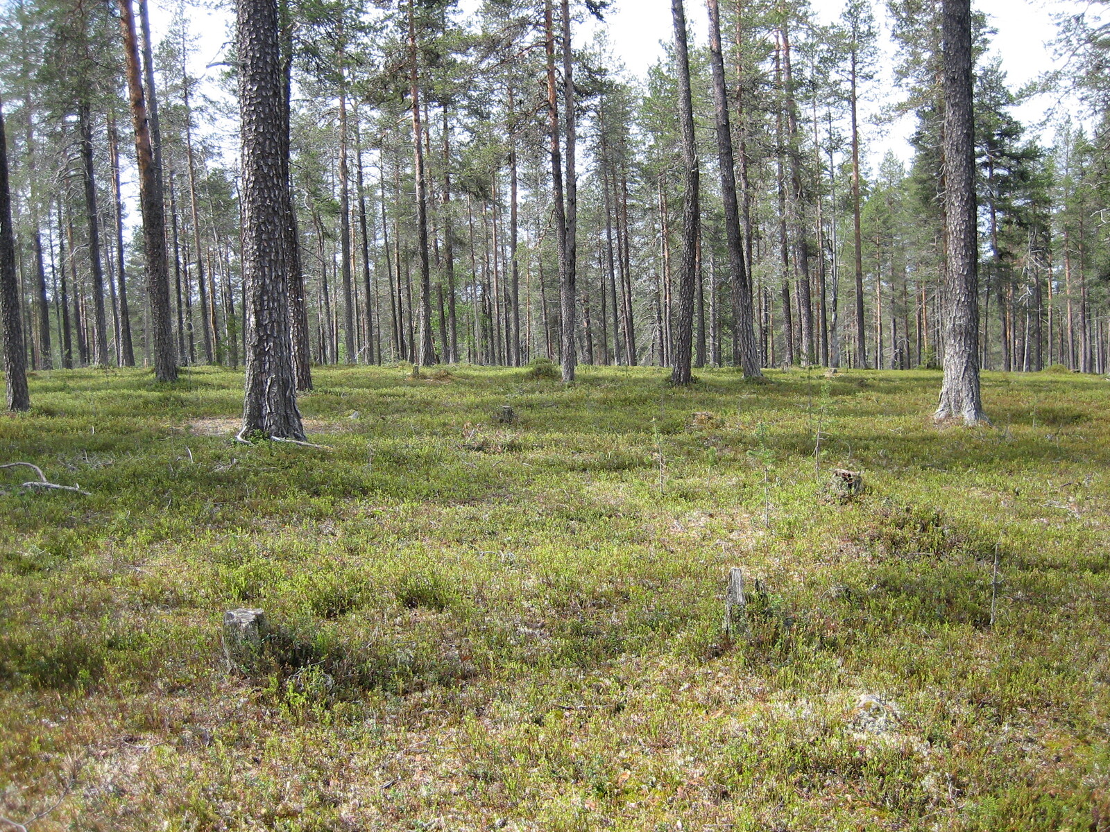 Kesäisellä mäntykankaalla aluskasvillisuutena on puolukan- ja mustikanvarpuja.