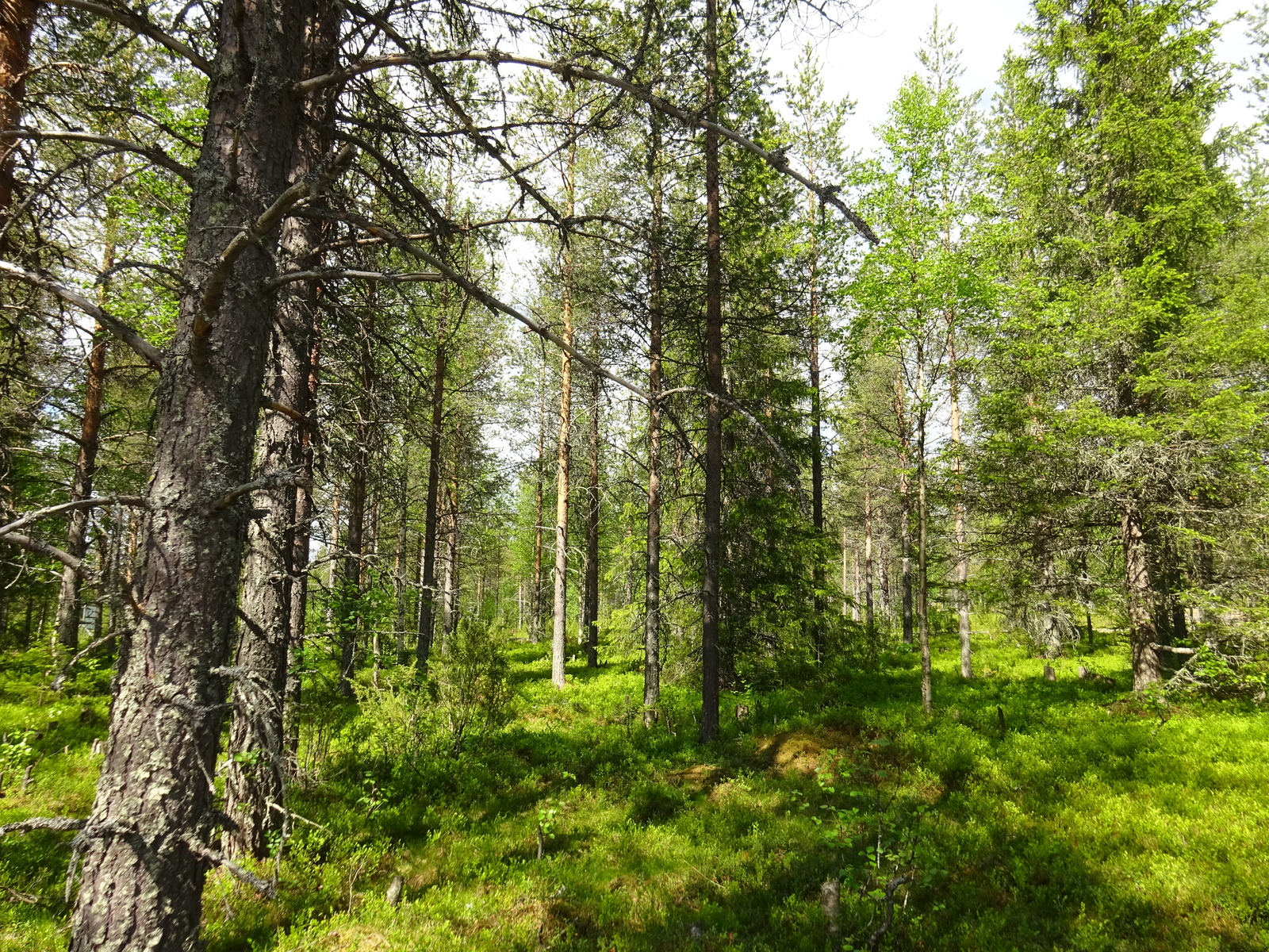 Aurinko paistaa havupuuvaltaiseen metsään, jossa kasvaa myös koivuja.