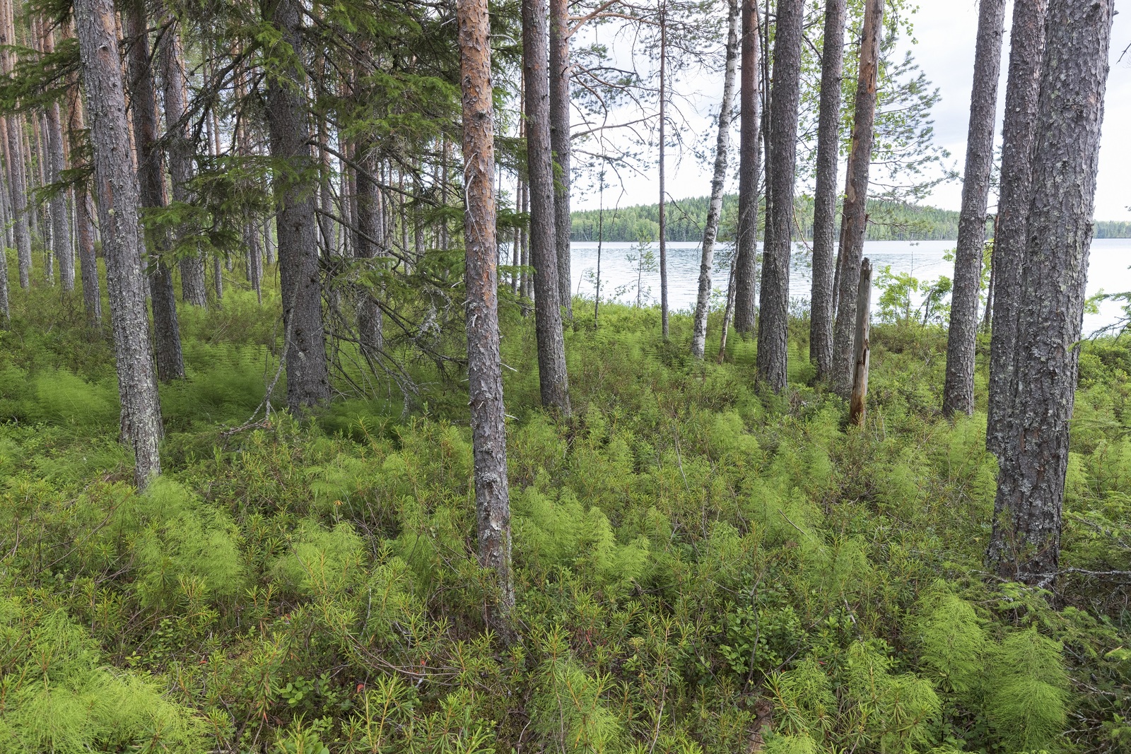 Mäntyvaltaisen metsän takana avautuu järvimaisema. Maassa kasvaa runsaasti metsäkortetta.