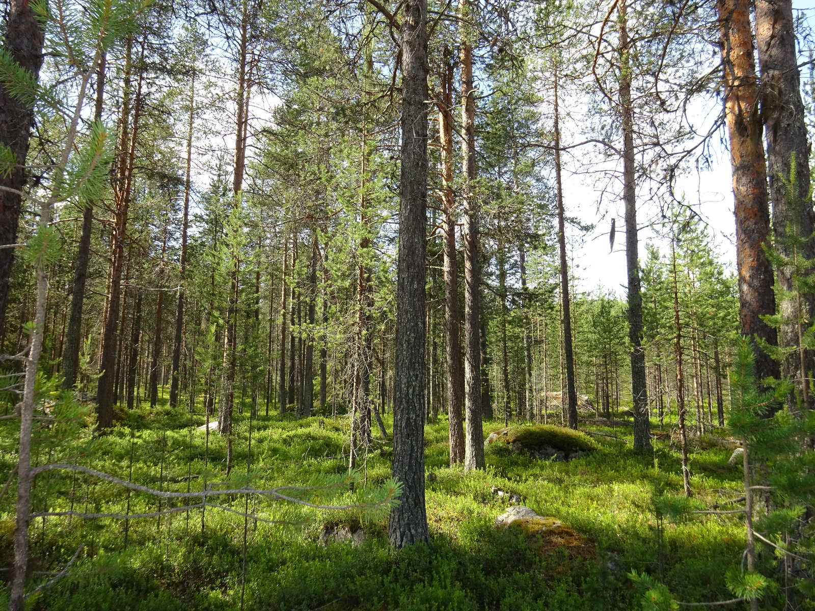 Kesäisessä mäntymetsässä on kivenlohkareita.