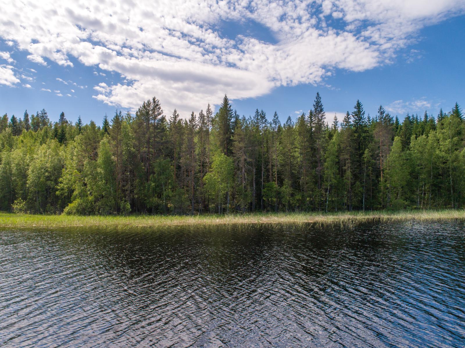 Kesäisessä järvimaisemassa rantaviivaa reunustaa sekametsä. Rantavedessä on vesikasveja.