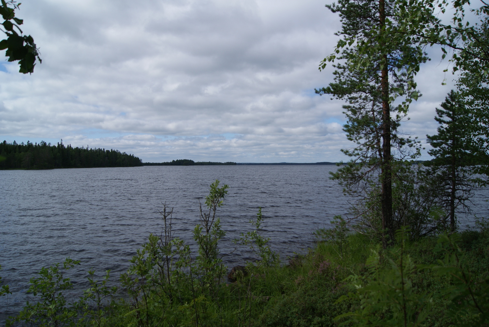 Oikean laidan männyt reunustavat kesäistä järvimaisemaa. Veden pinta laineilee hieman.