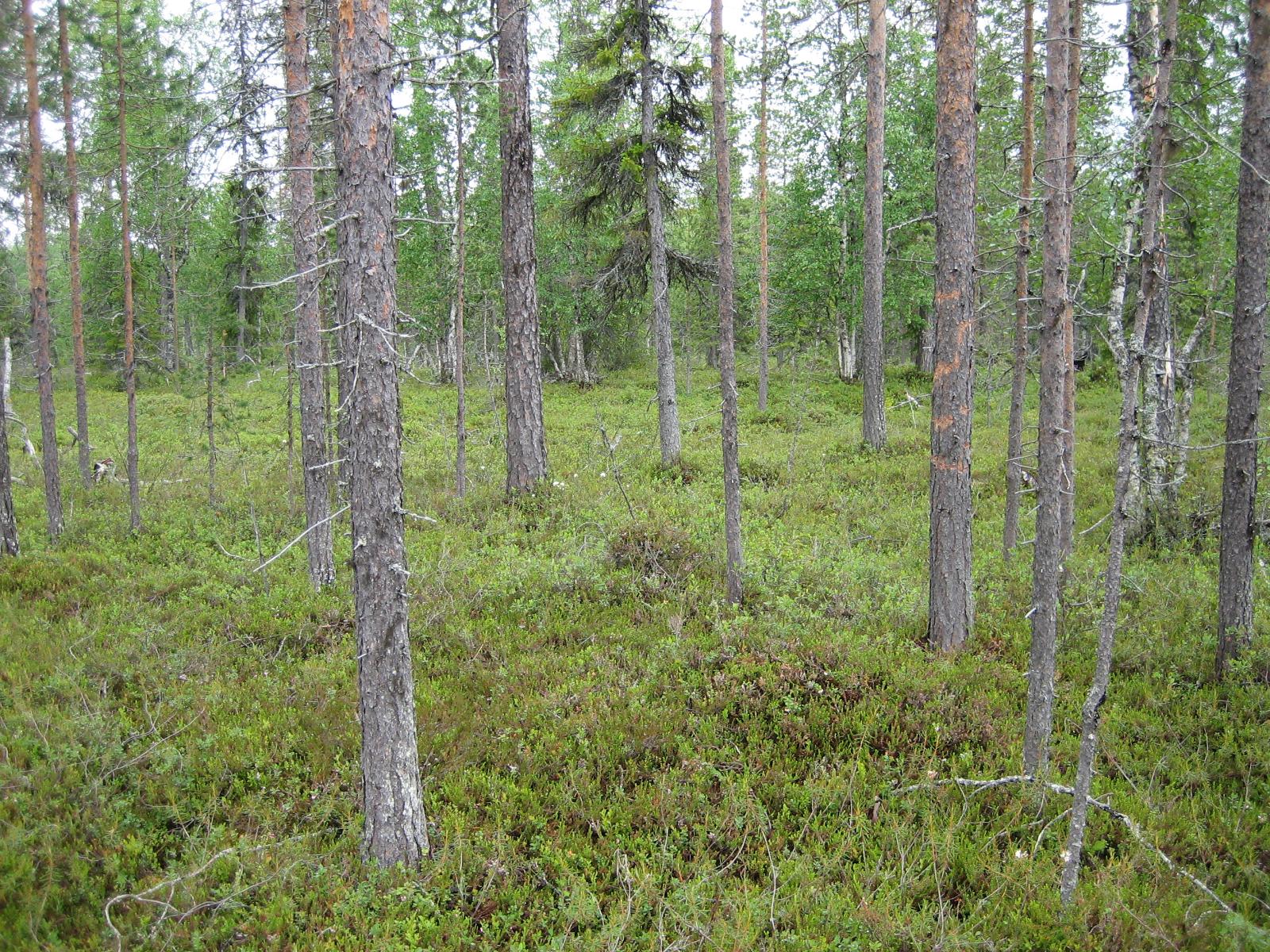 Mäntyjä sekametsän edustalla.