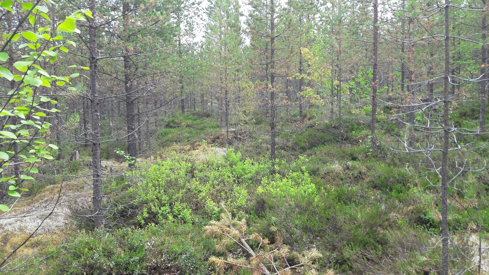 Mäntytaimikossa kasvaa myös muutamia nuoria koivuja.