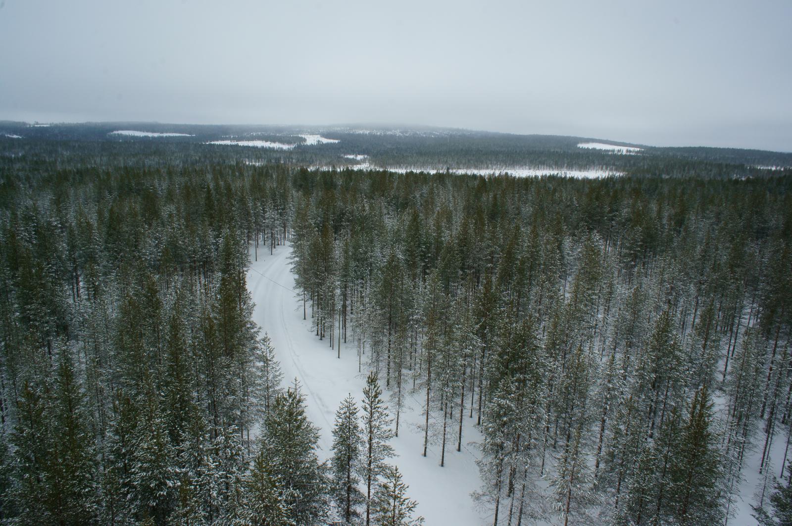 Talvipolku kulkee lumipeitteisessä metsässä. Taustalla kohoaa vaaramaisema. Ilmakuva.