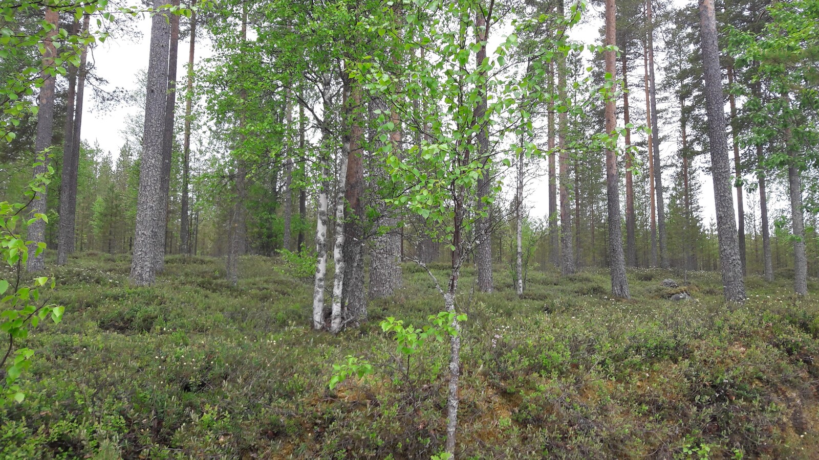 Mäntyvaltaisessa metsässä kasvaa myös nuoria koivuja.