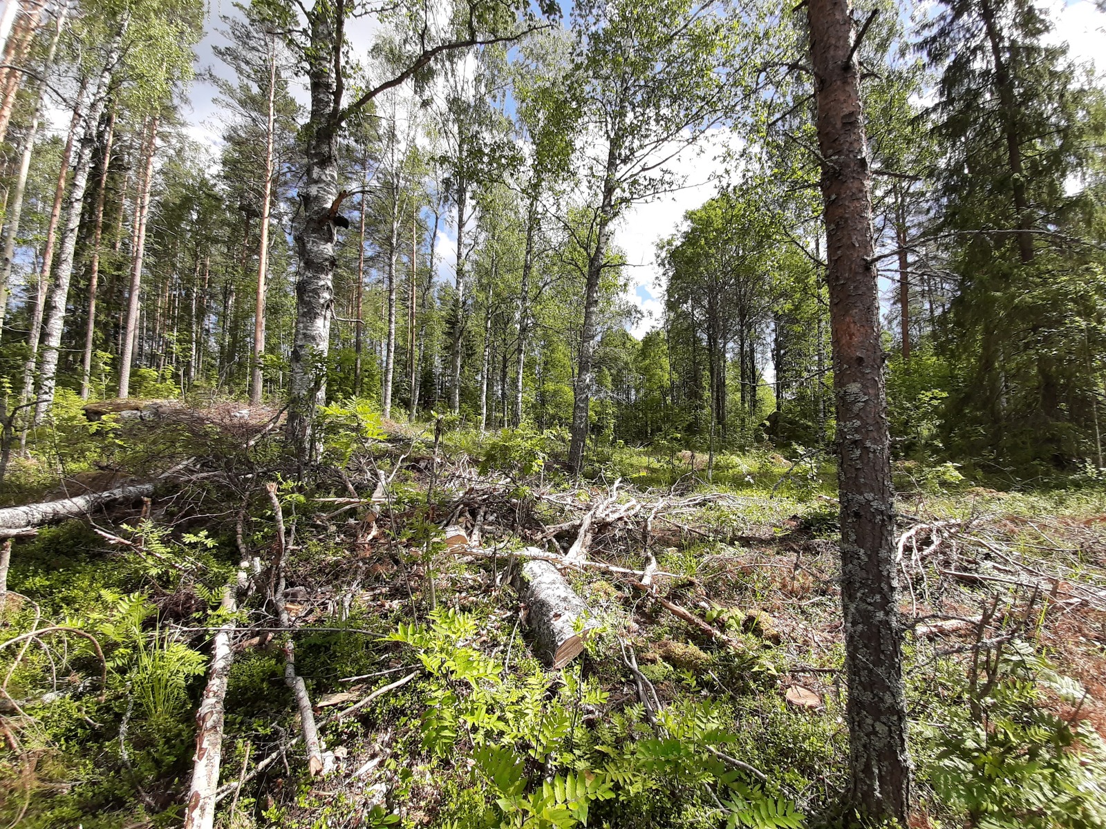 Kesäisessä sekametsässä kasvaa koivuja, kuusia ja mäntyjä. Maassa on karsittuja oksia.