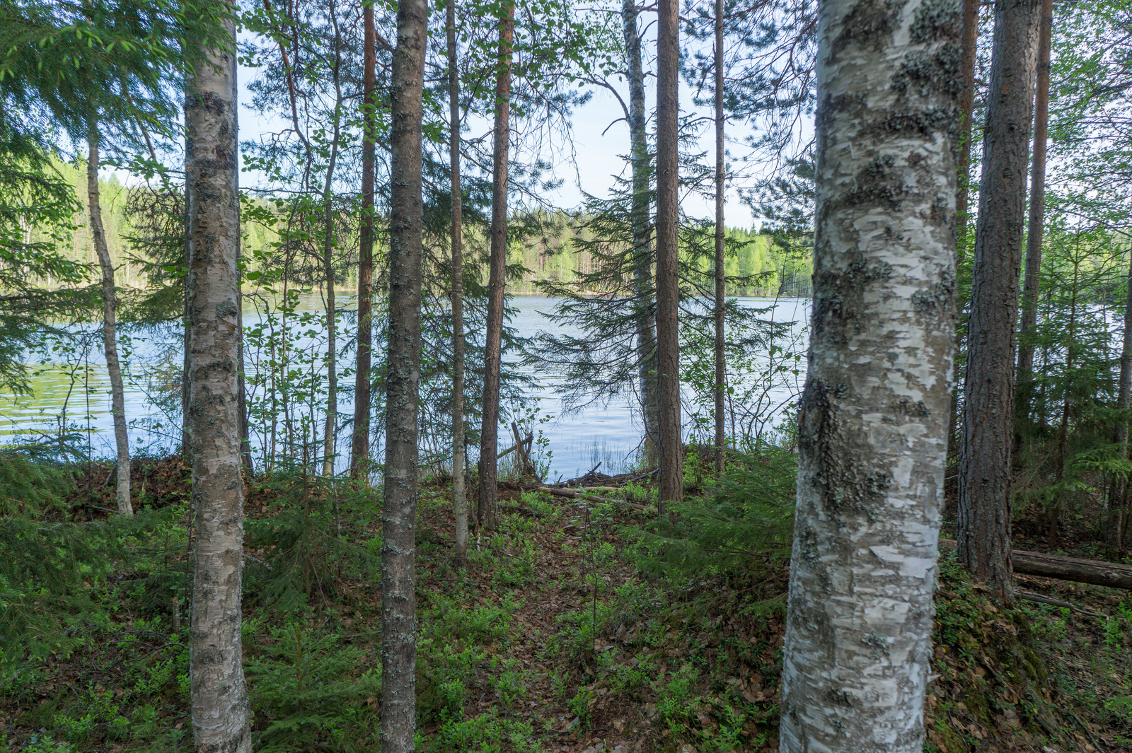 Rannassa kasvavien koivujen, mäntyjen ja kuusten takana avautuu kesäinen järvimaisema.