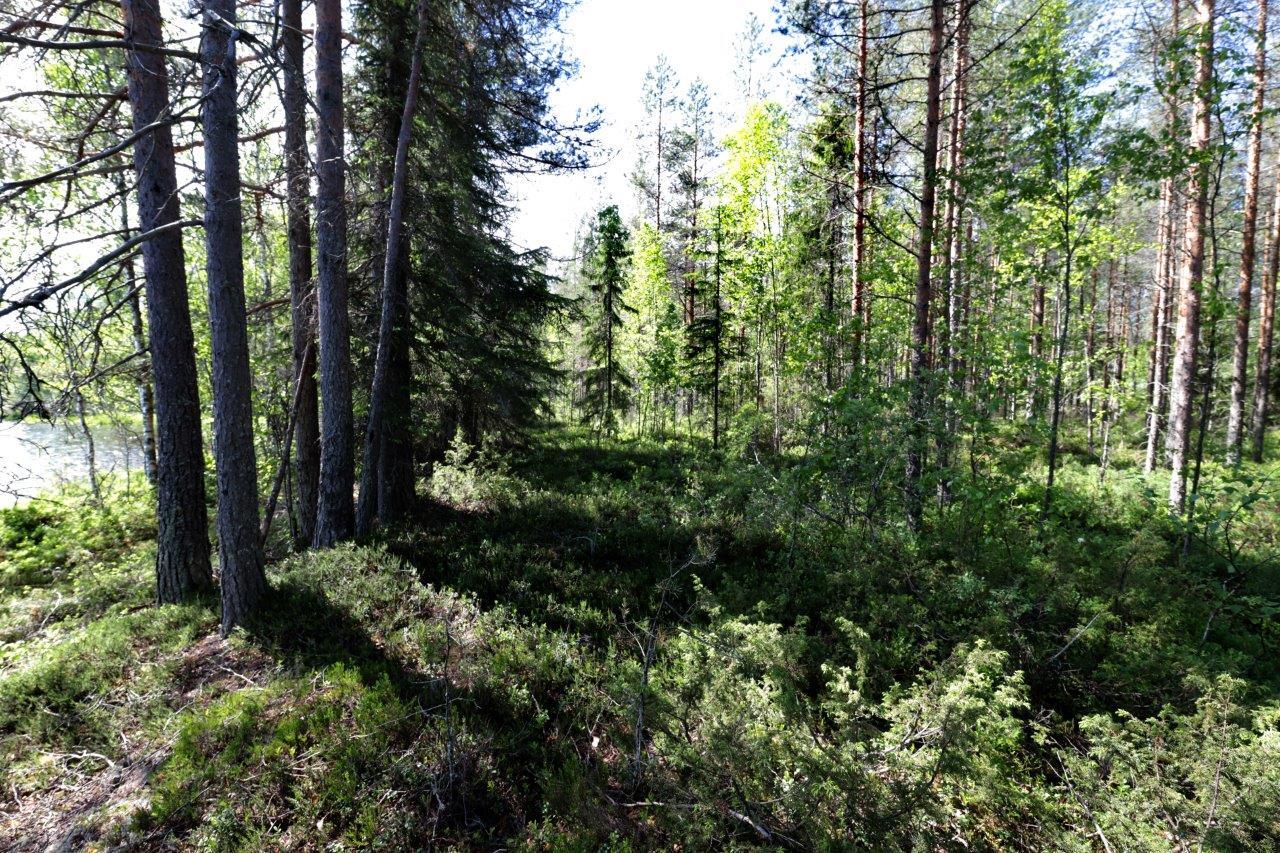 Aurinko paistaa kesäiseen sekametsään. Takavasemmalla pilkottaa järvi.