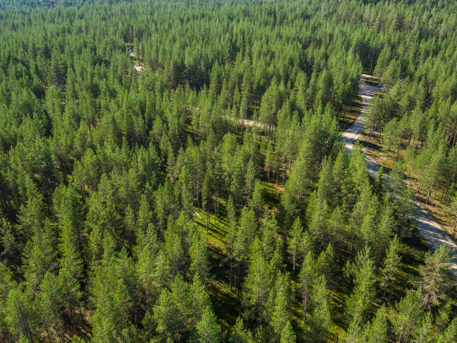 Hiekkatie haarautuu aurinkoisessa ja avarassa mäntymetsässä. Ilmakuva.