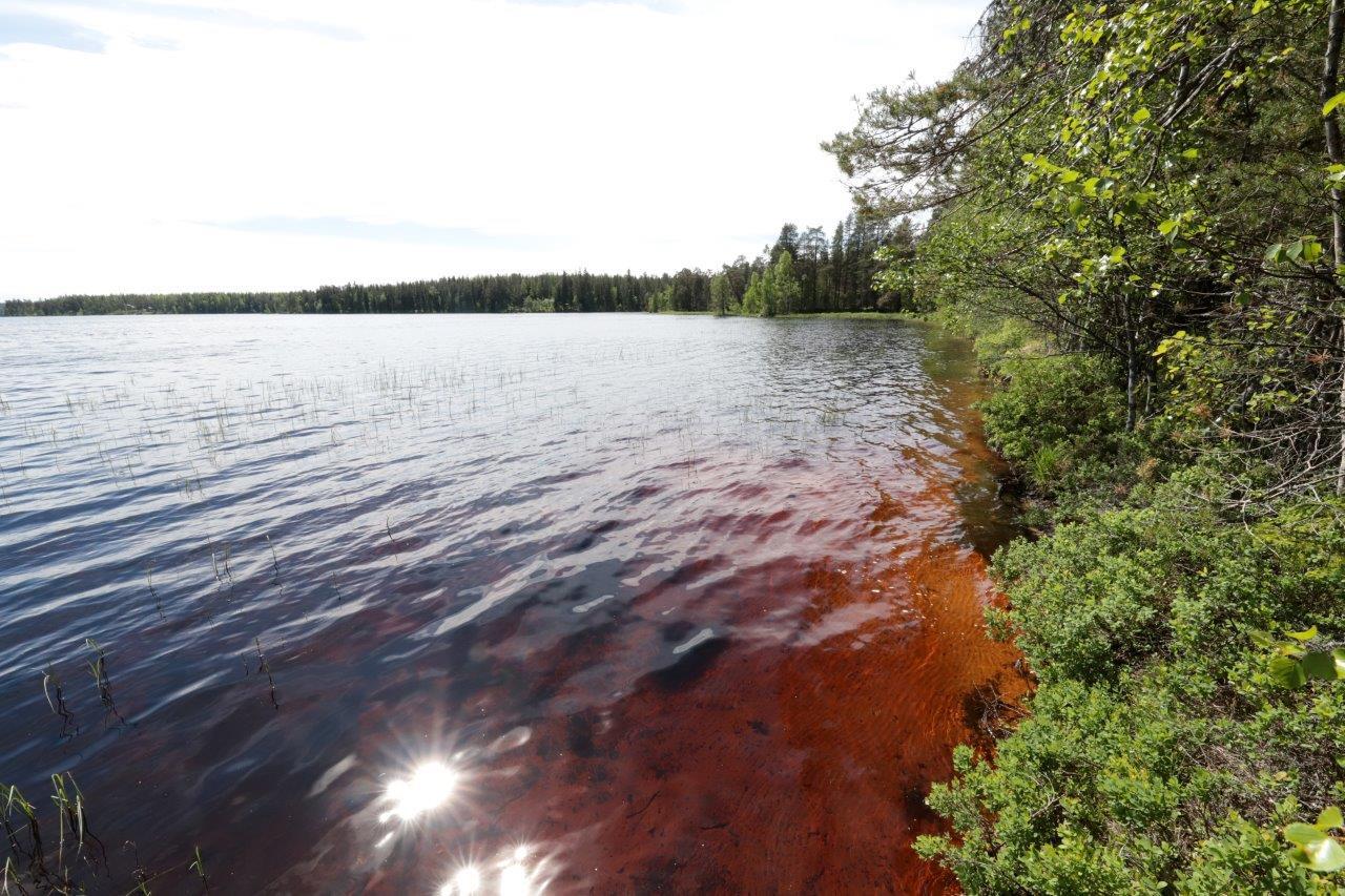 Oikealla järven rannalla kasvaa kesäinen sekametsä. Veden läpi erottuu punertava hiekkapohja.