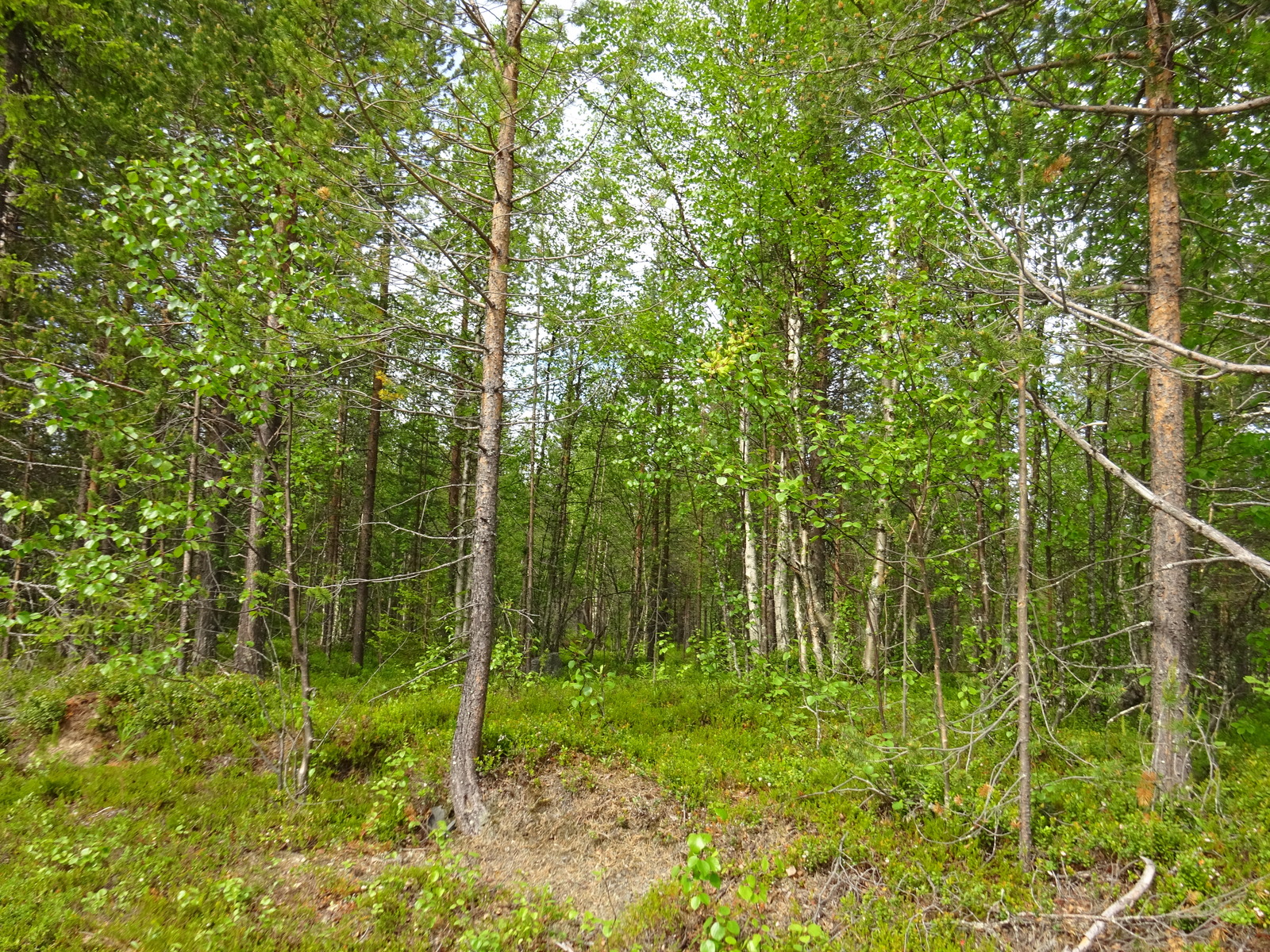 Kesäisessä sekametsässä kasvaa koivuja, kuusia ja mäntyjä.