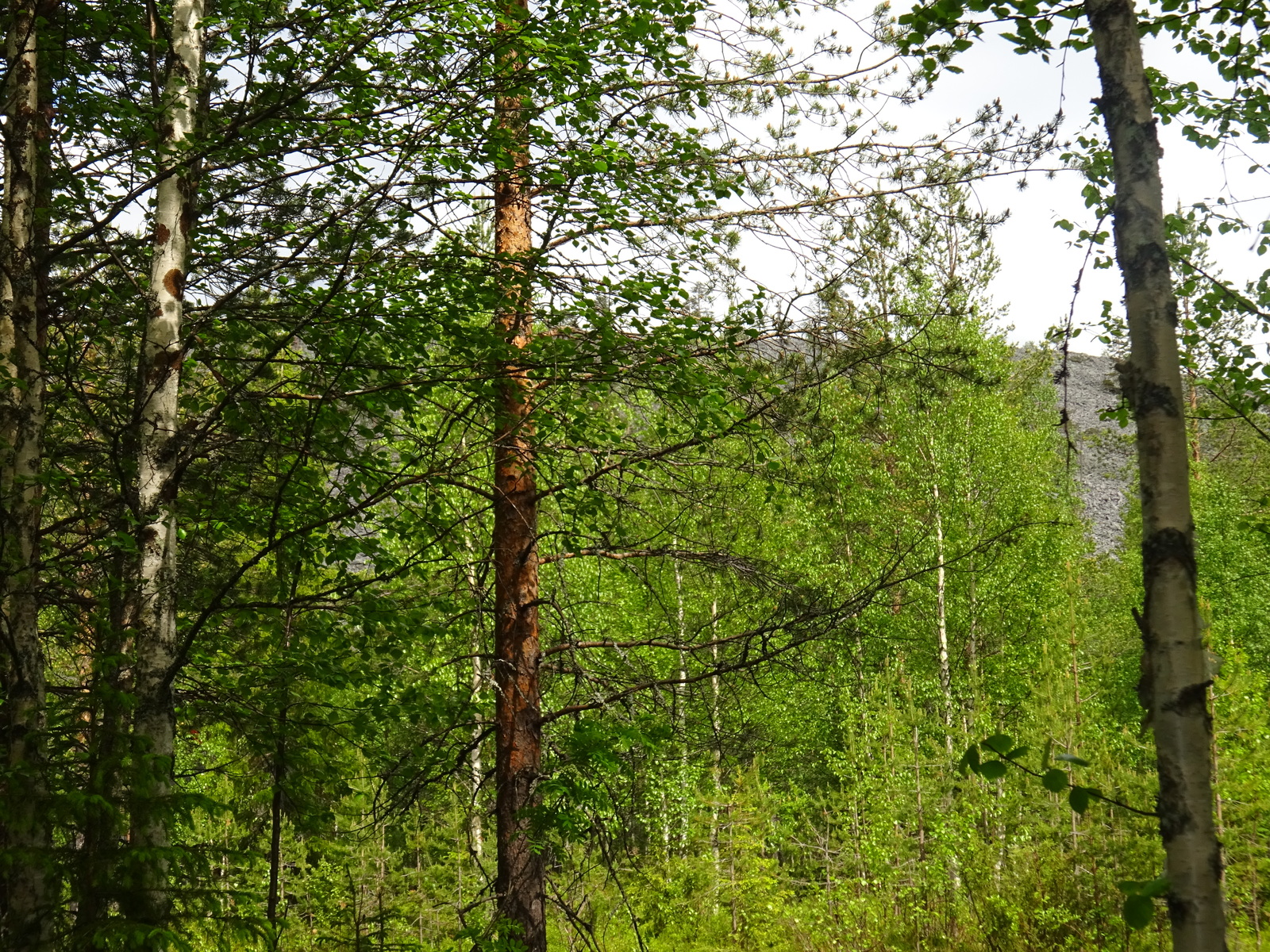 Vehreän metsän takana kohoaa kivirakkainen tunturi. Etualalla koivujen ja mäntyjen runkoja.
