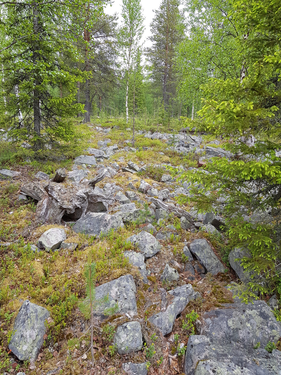 Kesäisessä metsässä kasvaa koivuja, mäntyjä ja kuusia. Etualalla on kivikko.