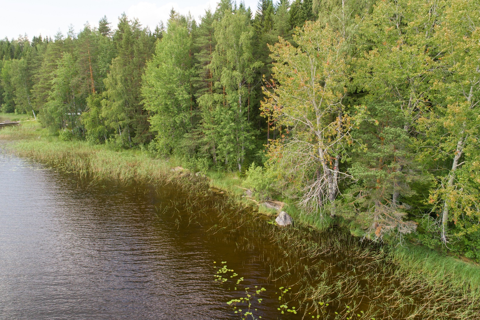 Vehreä sekametsä reunustaa järveä. Rantavedessä kasvaa vesikasveja. Ilmakuva.