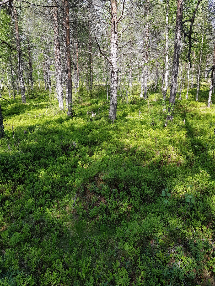 Aurinko paistaa mäntyvaltaiseen sekametsään, jonka aluskasvillisuutena on mustikkaa.