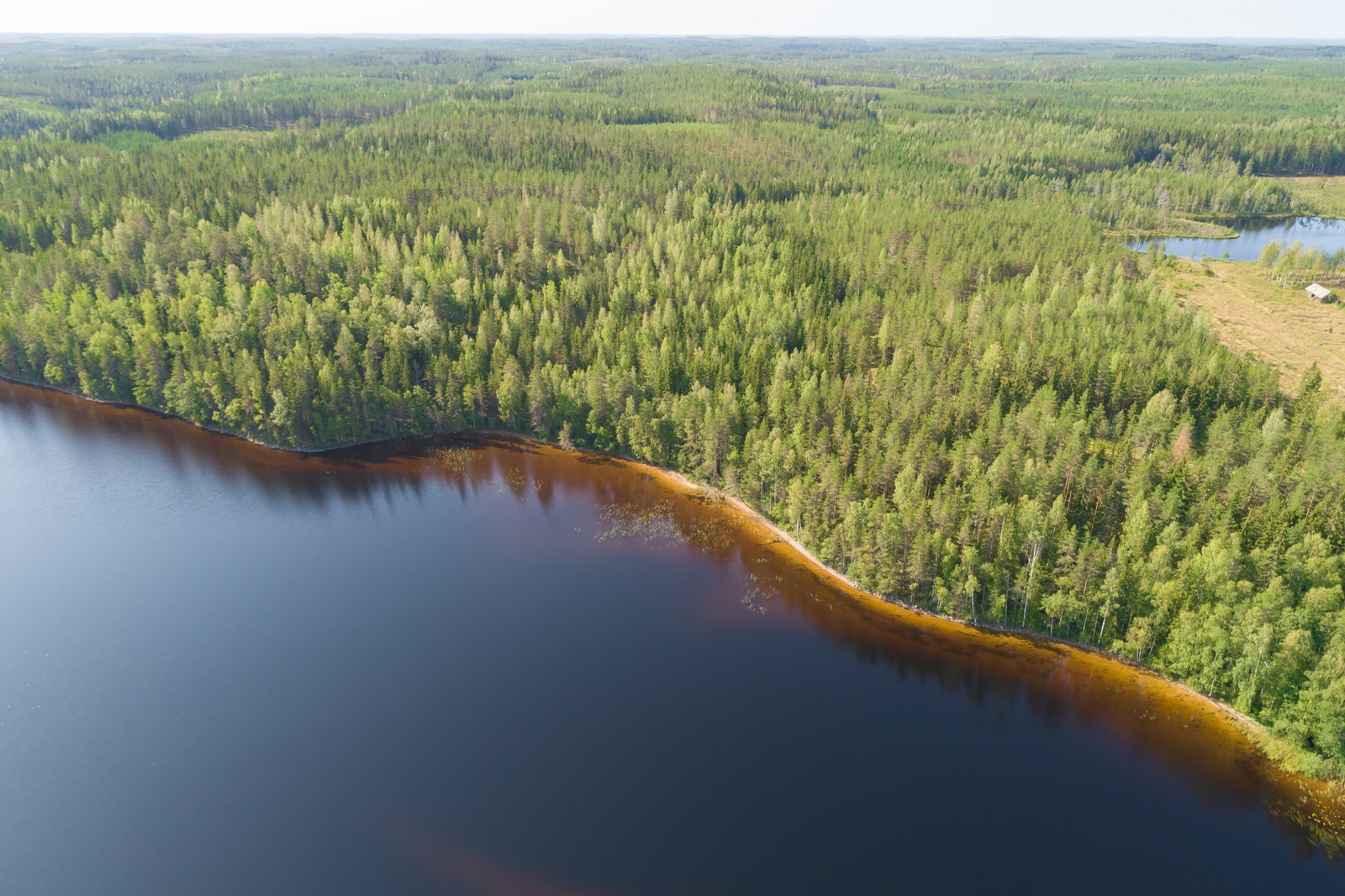 Kesäinen järveä reunustava metsä jatkuu horisonttiin. Ilmakuva.