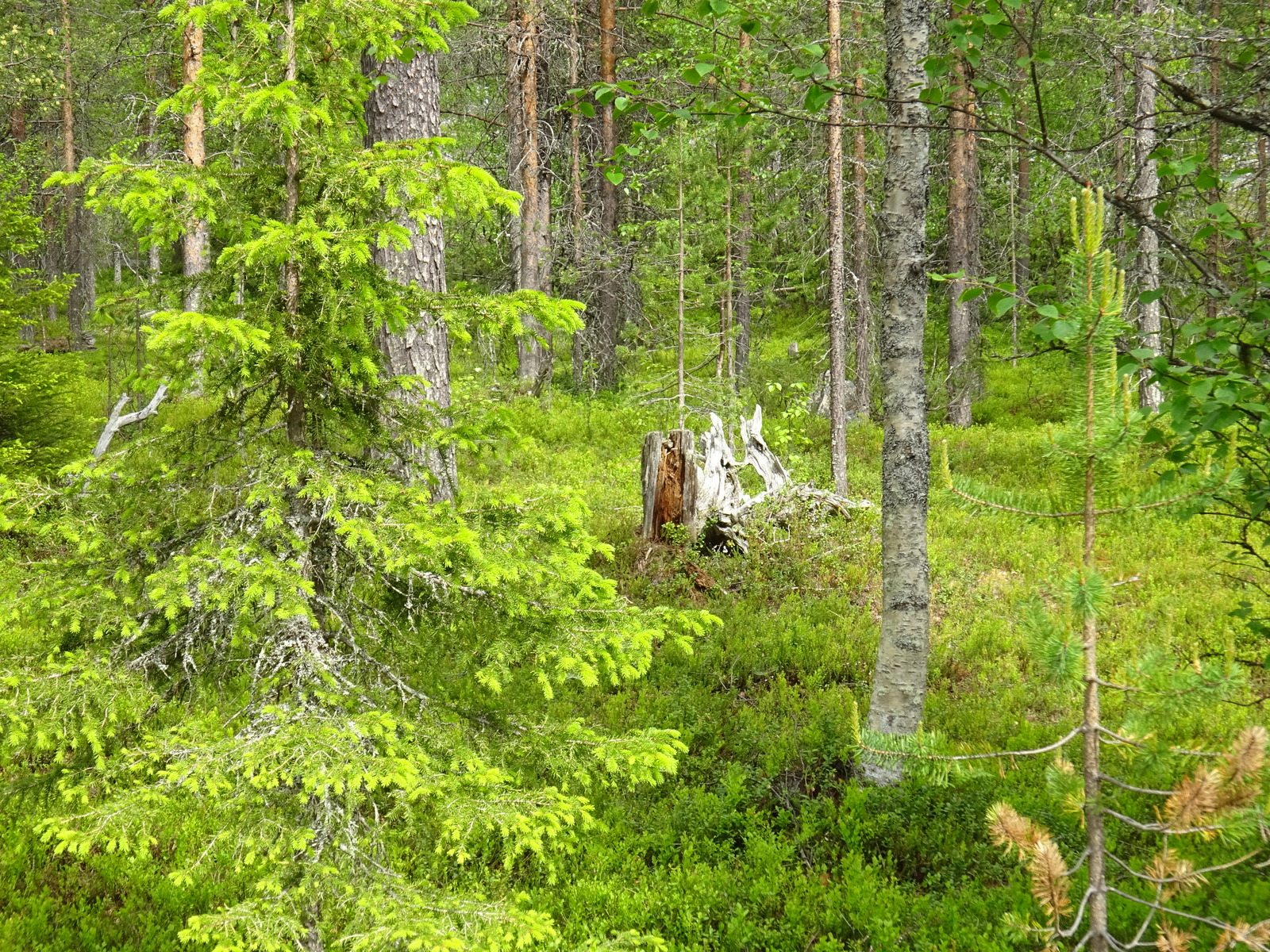 Kesäisessä sekametsässä kasvaa koivuja, kuusia ja mäntyjä. Maassa on kelottunut kanto.