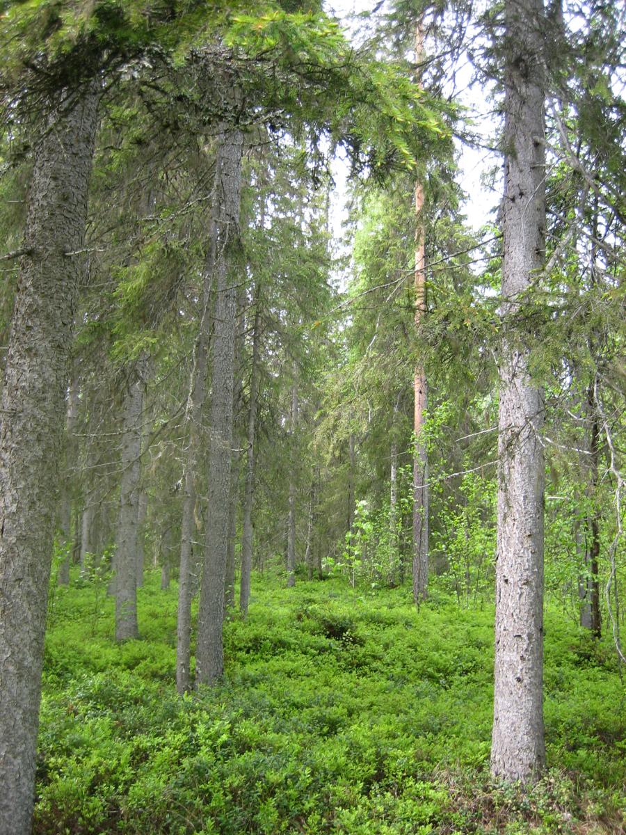 Kuusivaltaisessa metsässä kasvaa myös nuoria lehtipuita. Aluskasvillisuutena on mustikanvarpuja.