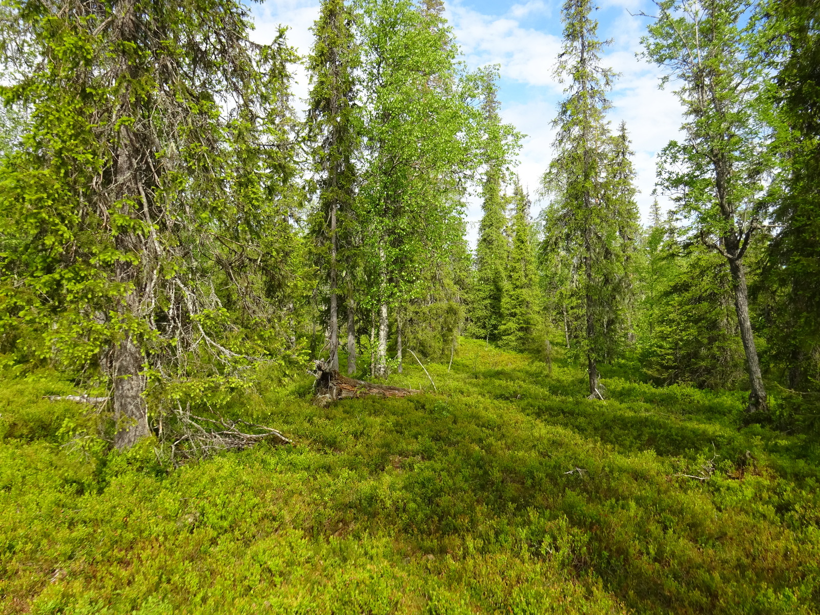 Runsaskasvuisessa kuusimetsässä kasvaa myös koivuja. Maasto on loivasti kumpuilevaa.