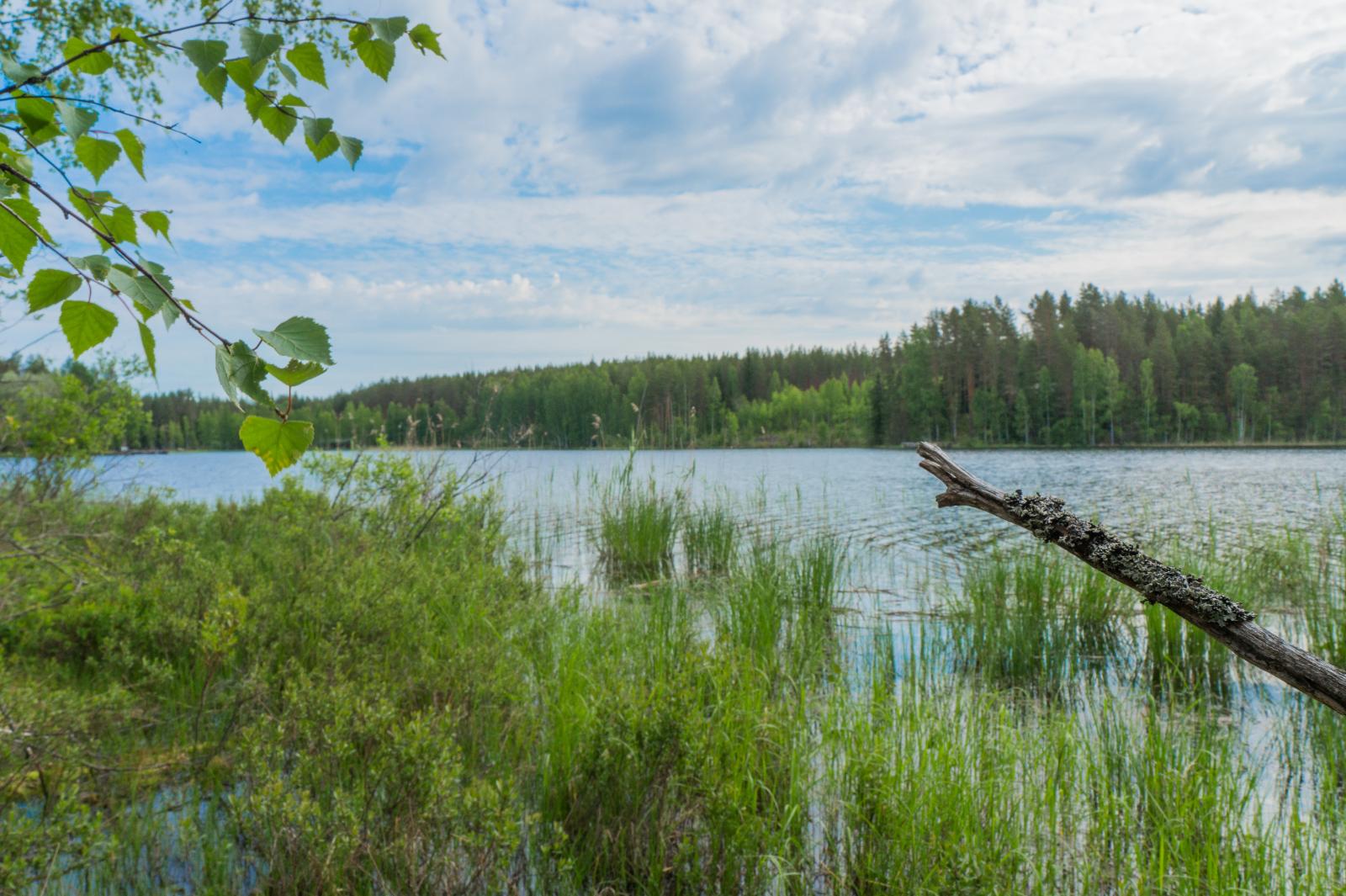 Koivun oksat reunustavat kesäistä järvimaisemaa. Etualalla rantavedessä on vesikasveja.