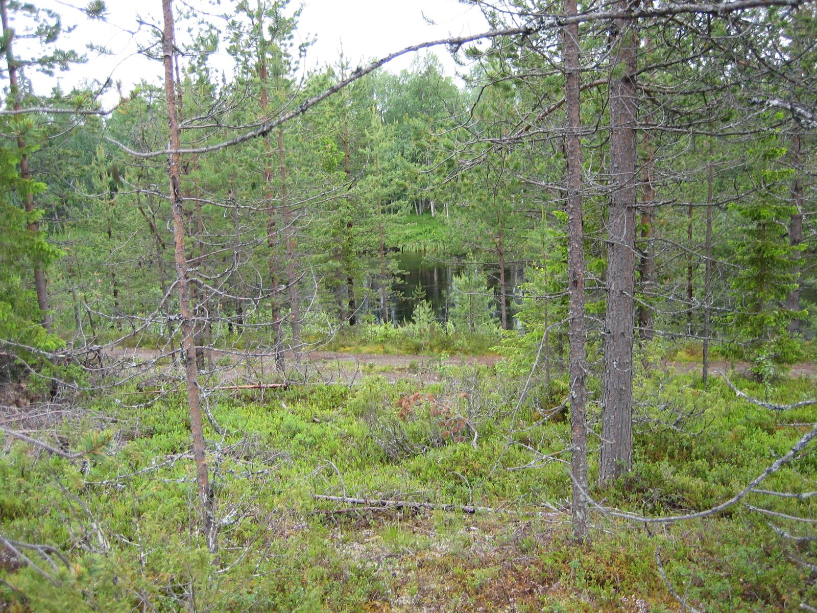 Mökkitie kulkee metsän halki Kemijoen varrella.