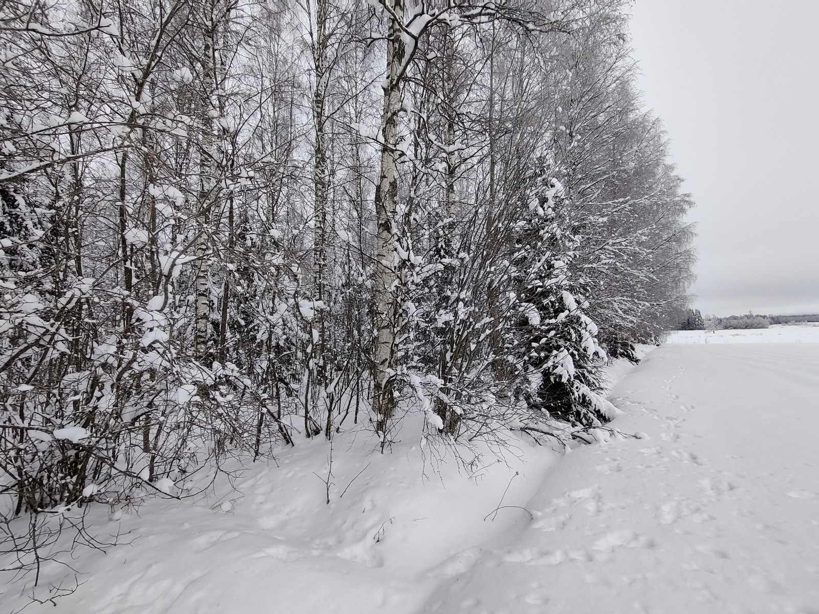 Talvisessa maisemassa lehtipuuvaltainen sekametsä reunustaa peltoa.