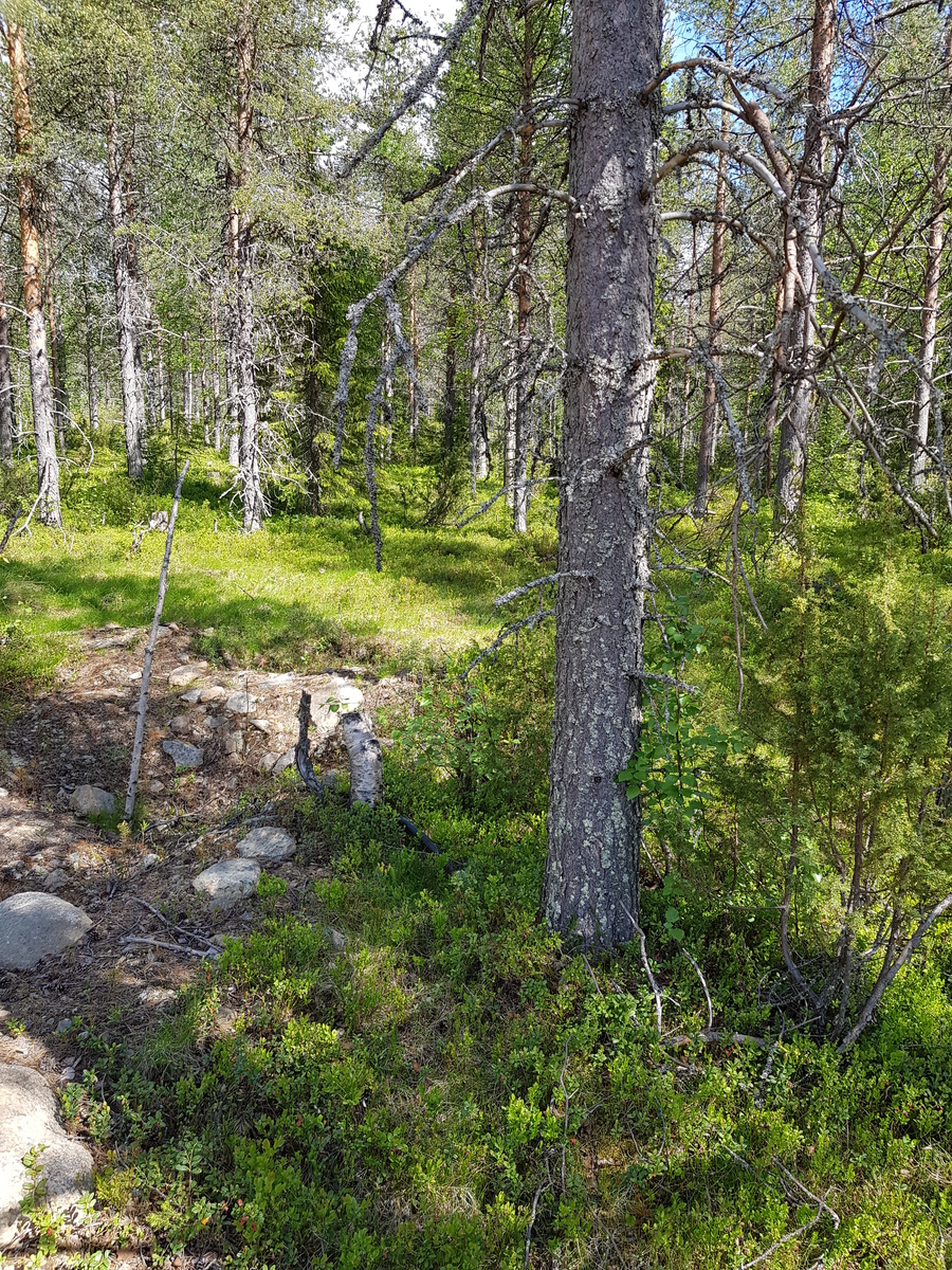 Aurinko paistaa kesäiseen havupuuvaltaiseen metsään. Vasemmalla kivinen, paljas kohta.