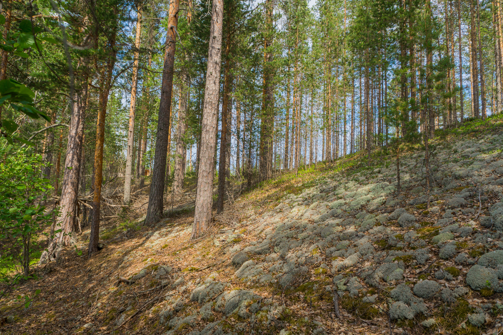 Rinteessä kohoaa mäntyvaltainen metsä ja maassa kasvaa jäkälää.