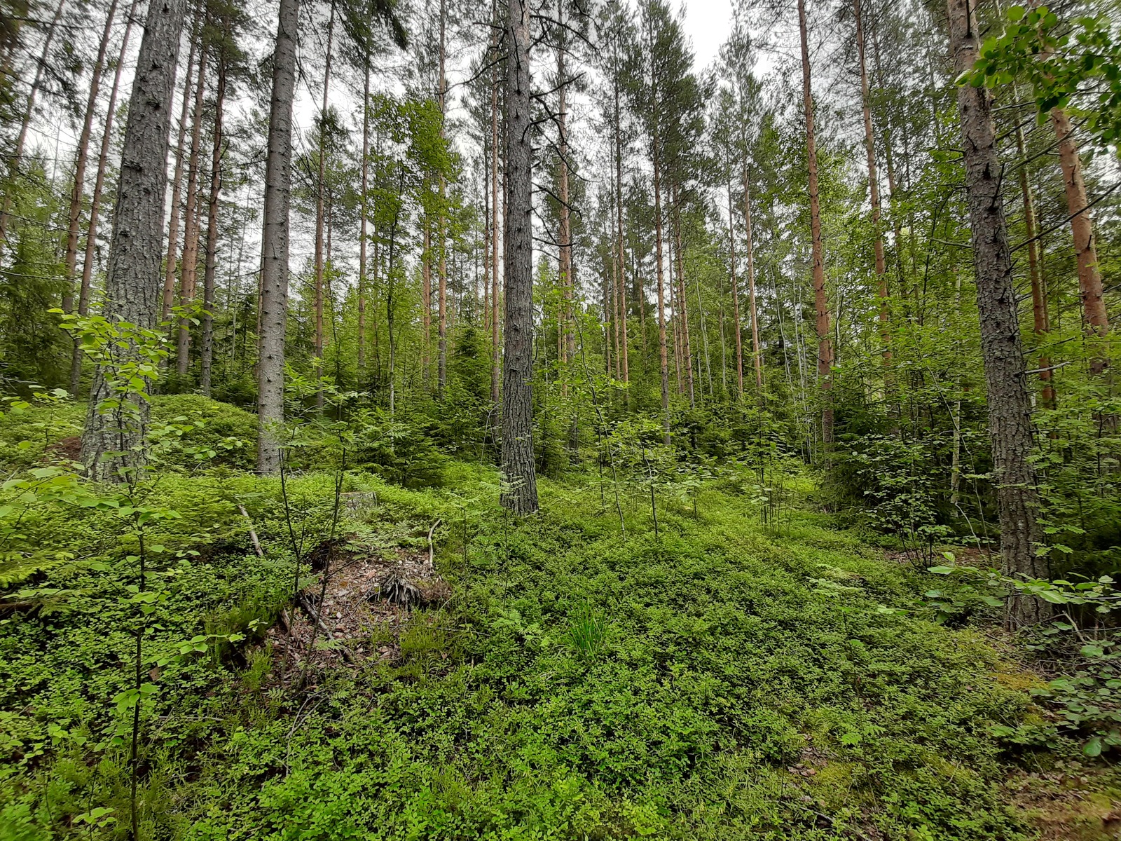 Kesäinen sekametsä kasvaa loivasti laskeutuvassa rinteessä.