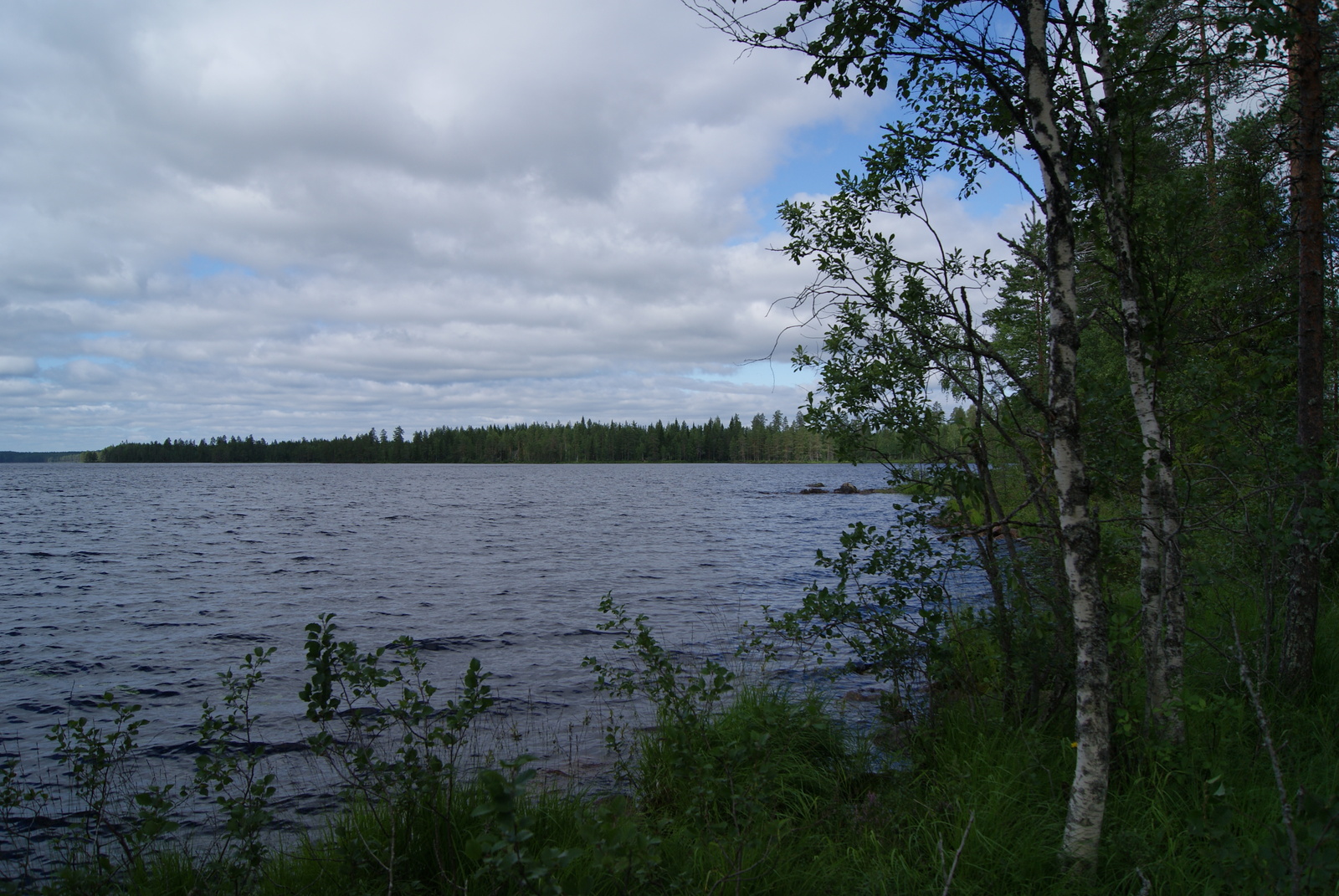 Oikean laidan rantakoivut reunustavat kesäistä järvimaisemaa.