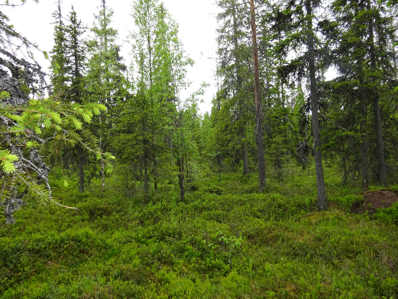 Tiheässä sekametsässä kasvaa koivuja ja kuusia, joissa on nuoria versoja eli kuusenkerkkiä.