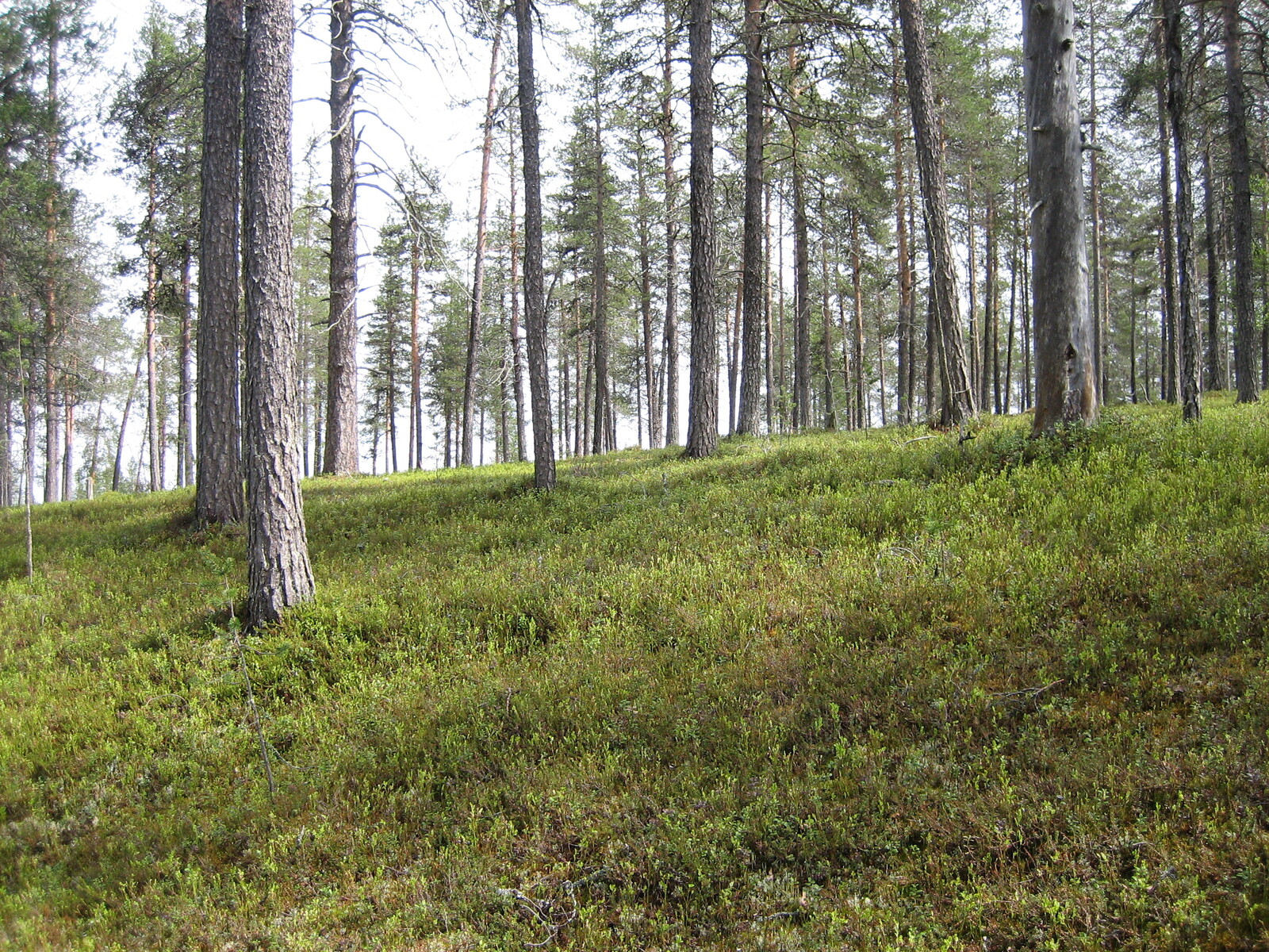 Kesäinen mäntykangas kasvaa loivassa rinteessä.