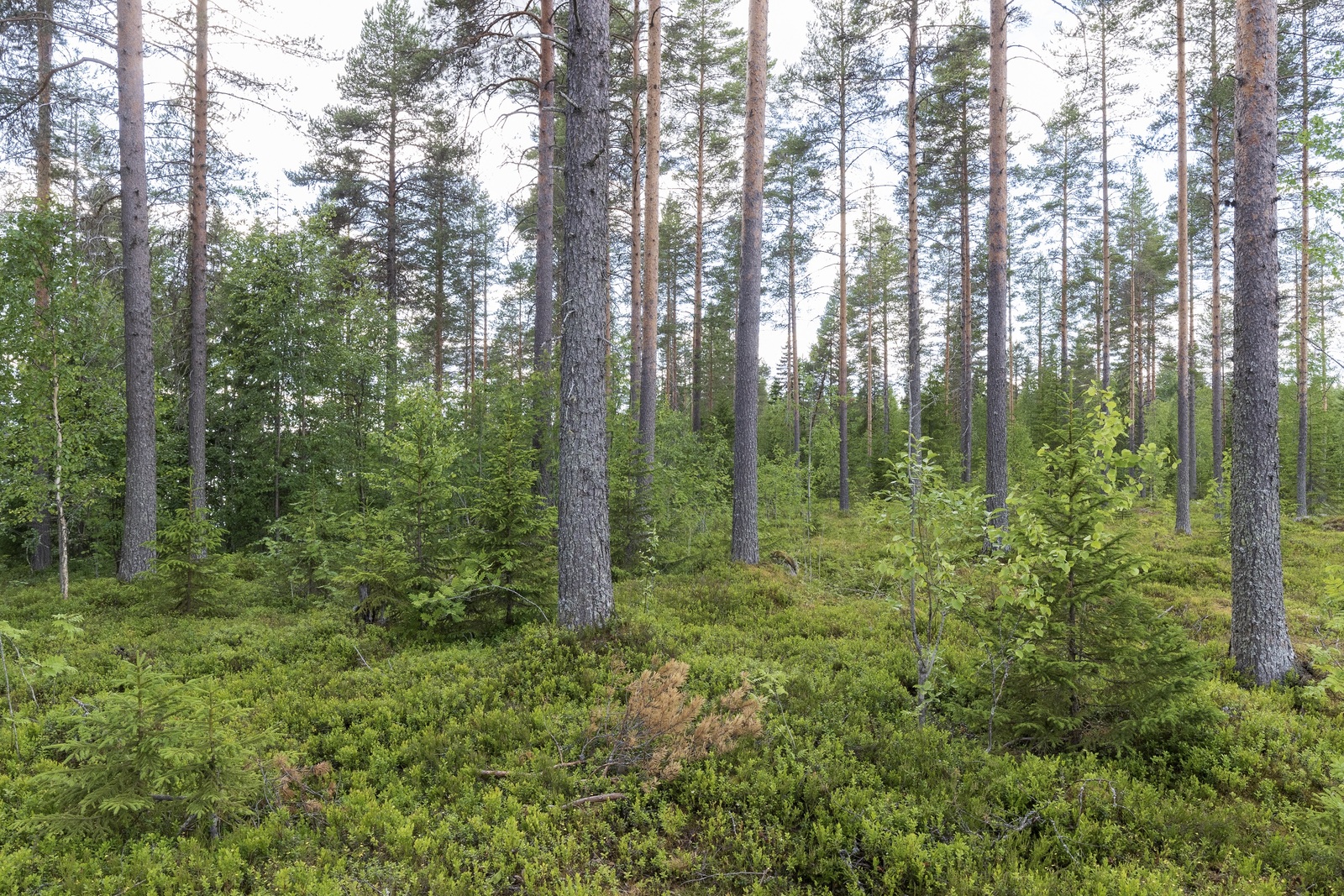 Mäntyvaltaisessa metsässä kasvaa myös nuoria kuusia ja lehtipuita.