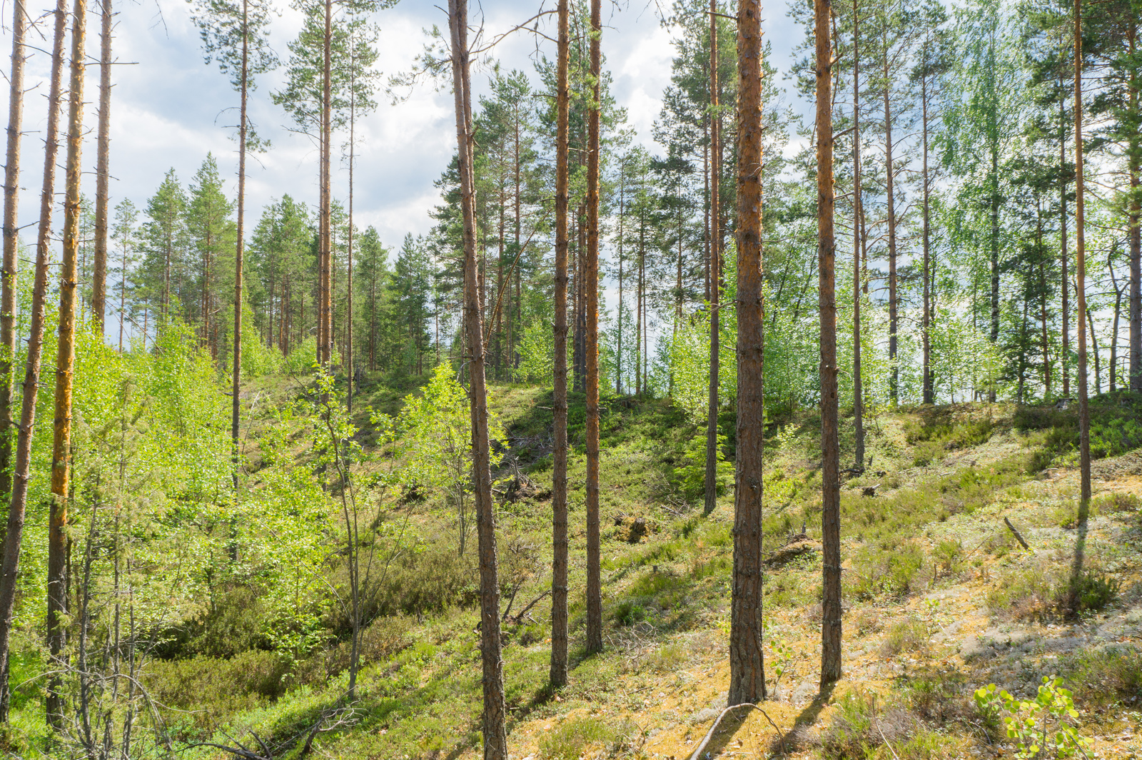 Aurinko paistaa rinteessä kasvavaan mäntyvaltaiseen sekametsään.