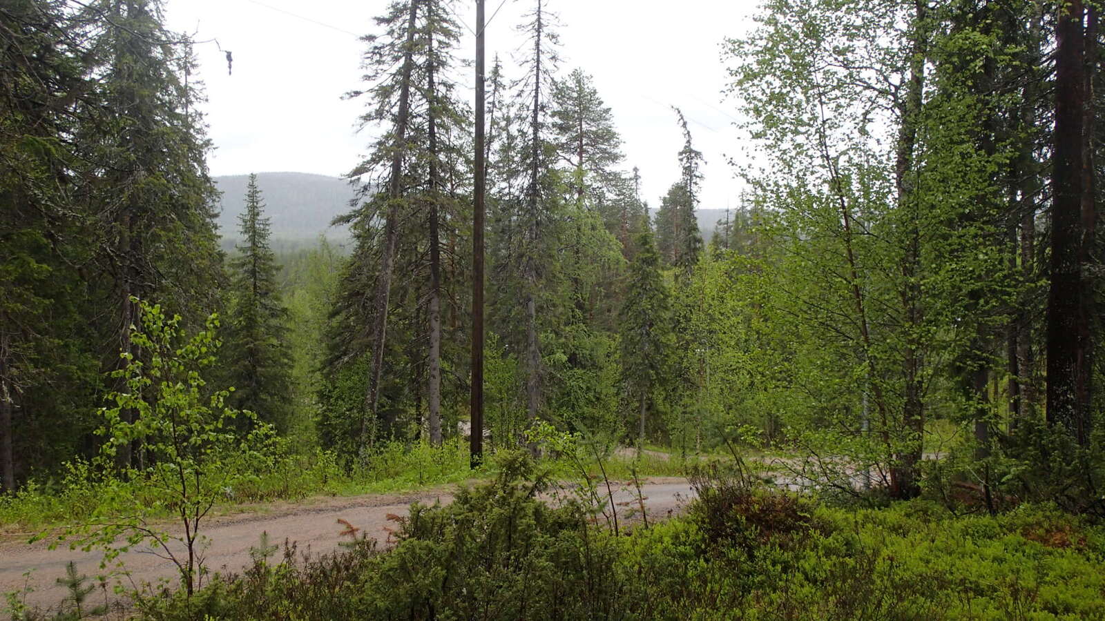 Kuusivaltaisessa metsässä mutkittelee tie. Puiden takana horisontissa kohoaa tunturi.