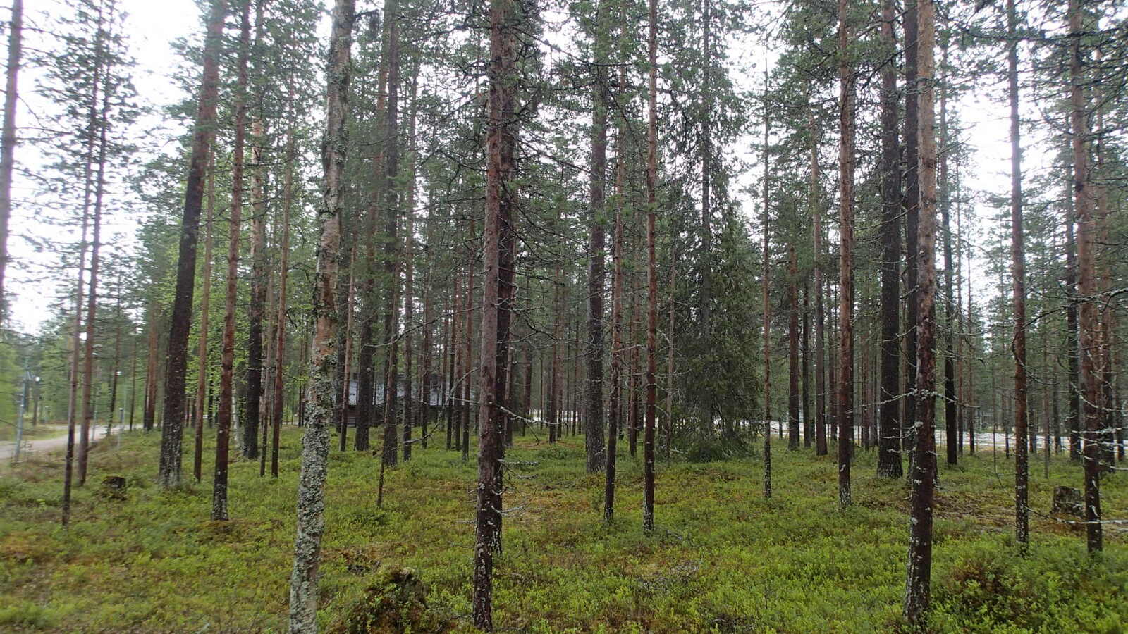 Avaran mäntykankaan taustalla pilkottaa hirsimökki ja tie.