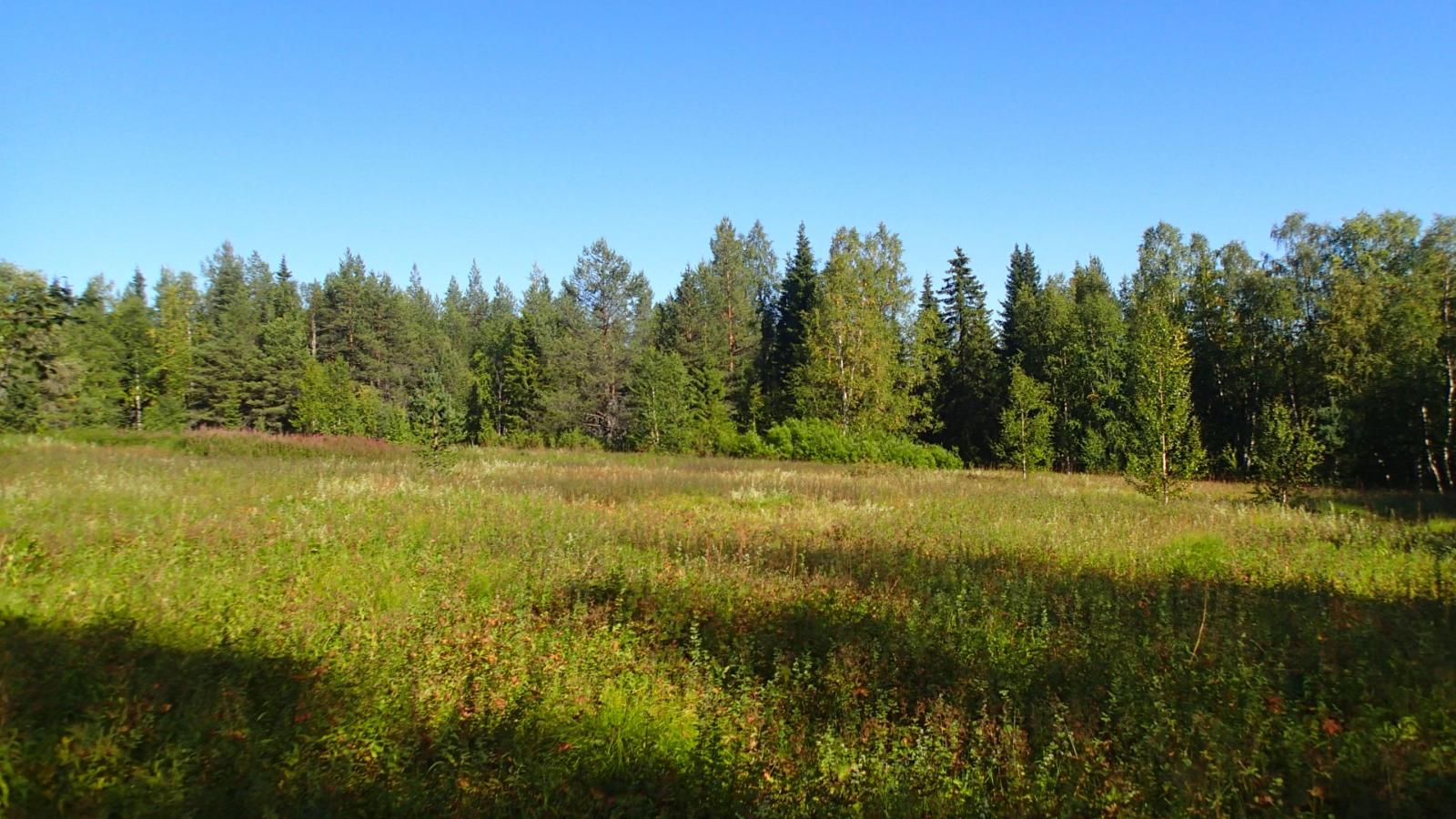 Aurinko paistaa aukealle niitylle, jonka takana kasvaa sekametsä.