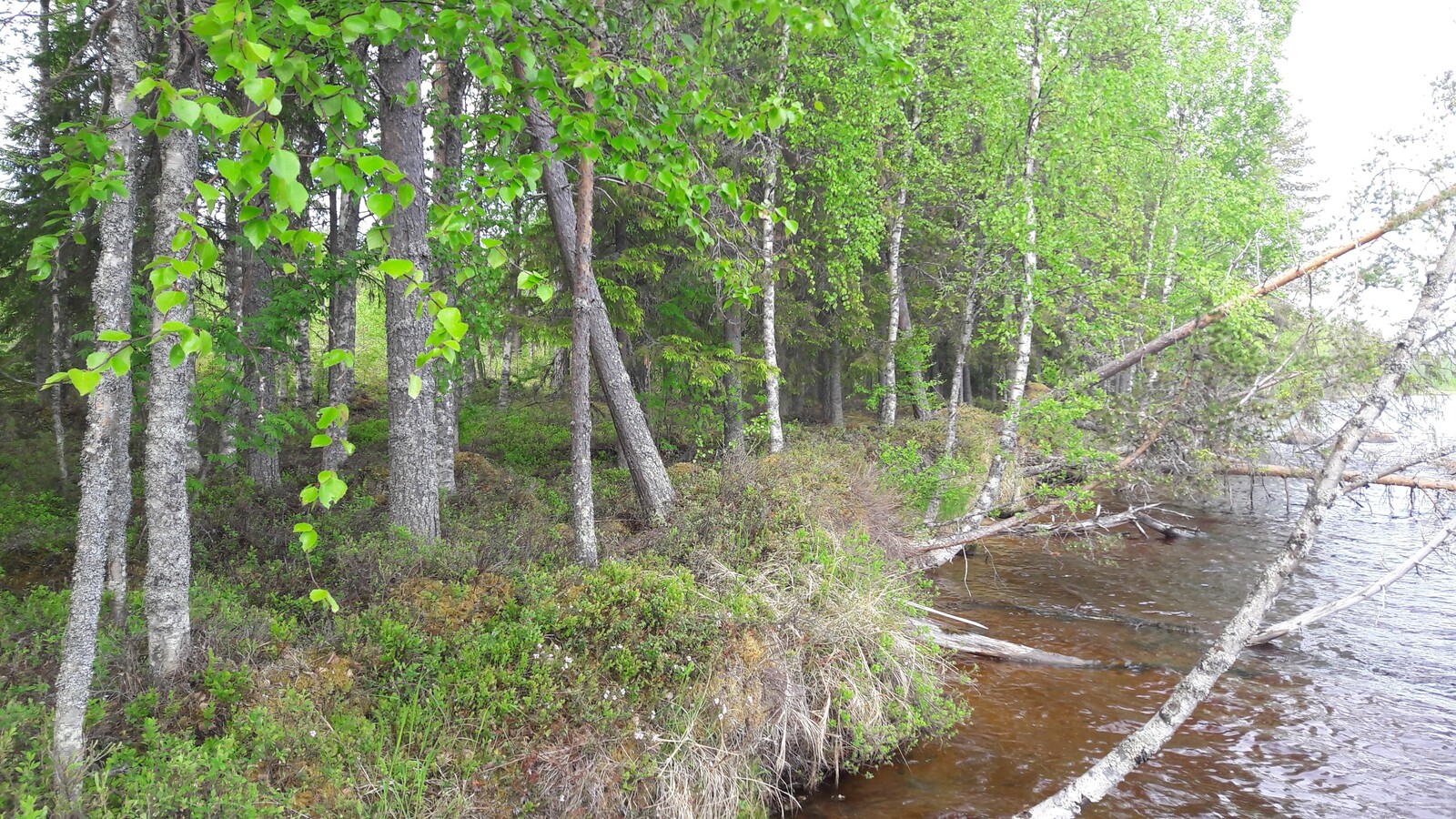 Kesäinen sekametsä reunustaa järveä. Rantatörmällä kasvavia puita on kaatunut veteen.