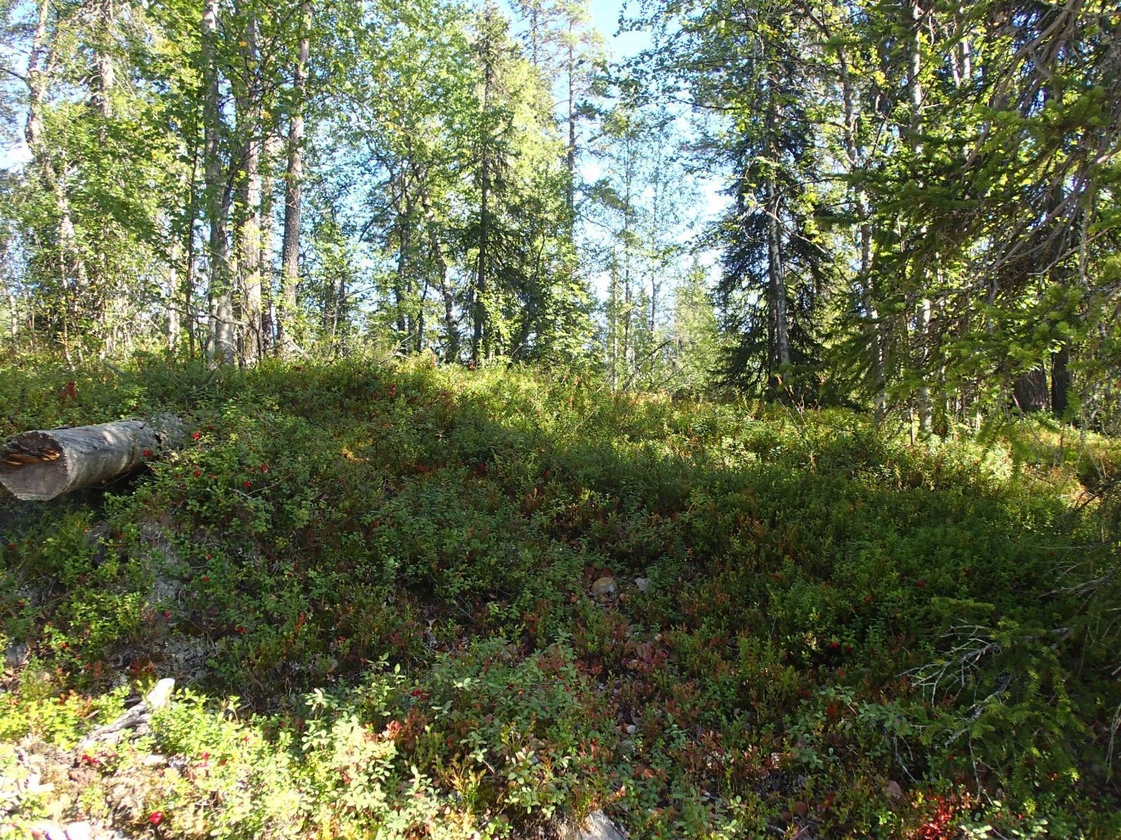 Aurinkoisen sekametsän pienessä rinteessä on kypsiä puolukoita.