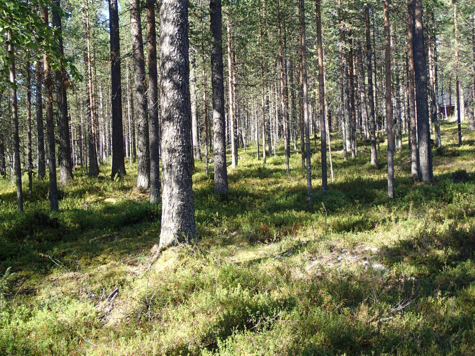 Kesämaisemassa avaralle mäntykankaalle paistaa aurinko.