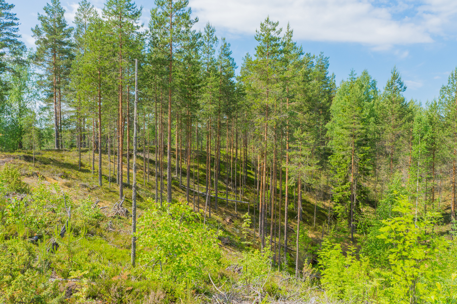 Aurinkoisessa rinteessä kasvaa kesäisen vehreä taimikko ja sen vierellä mäntymetsä.