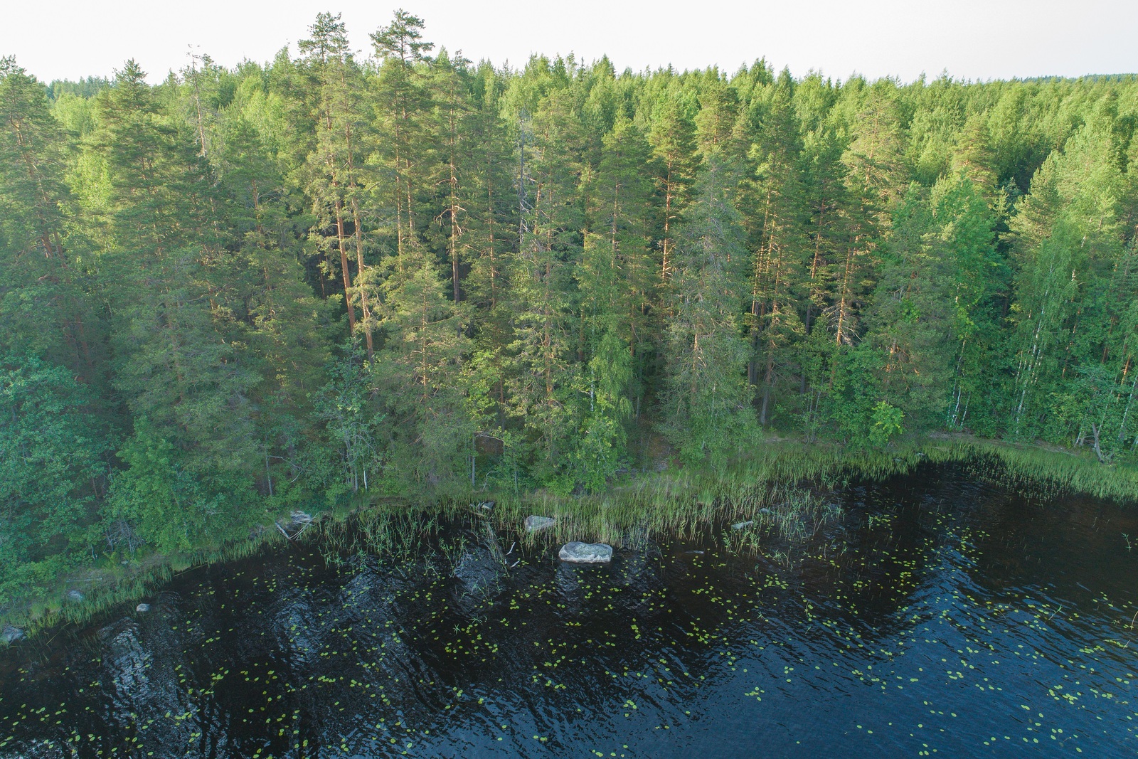 Kesäinen sekametsä reunustaa järveä. Rantavedessä on kiviä ja vesikasveja. Ilmakuva.